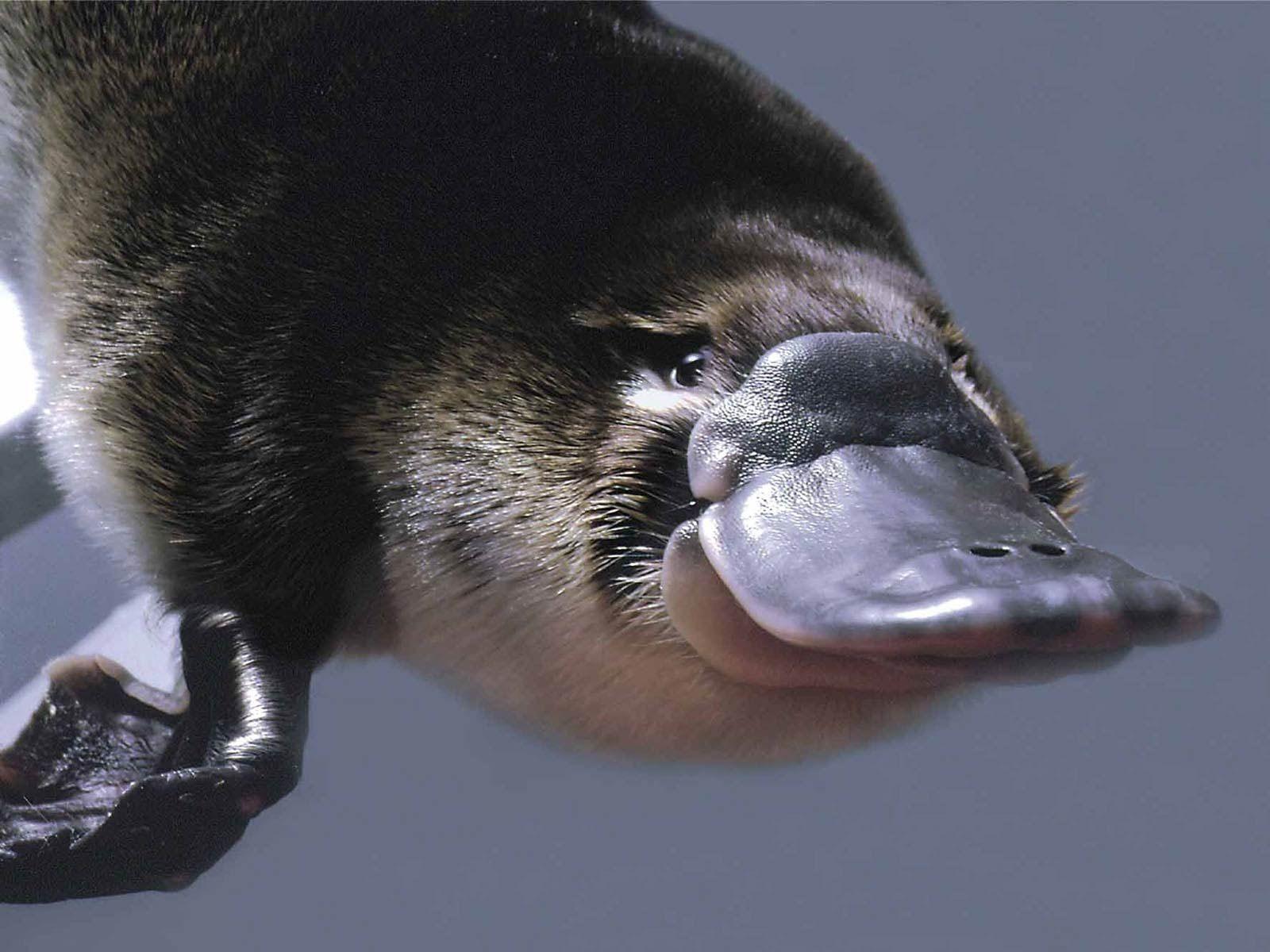 Platypus Wallpapers - Top Free Platypus Backgrounds - WallpaperAccess