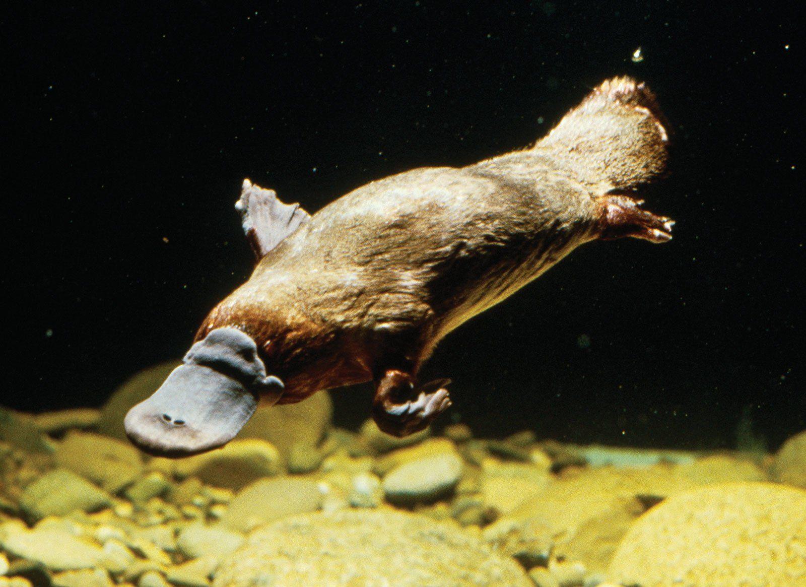 platypus feet considered flippers or paws