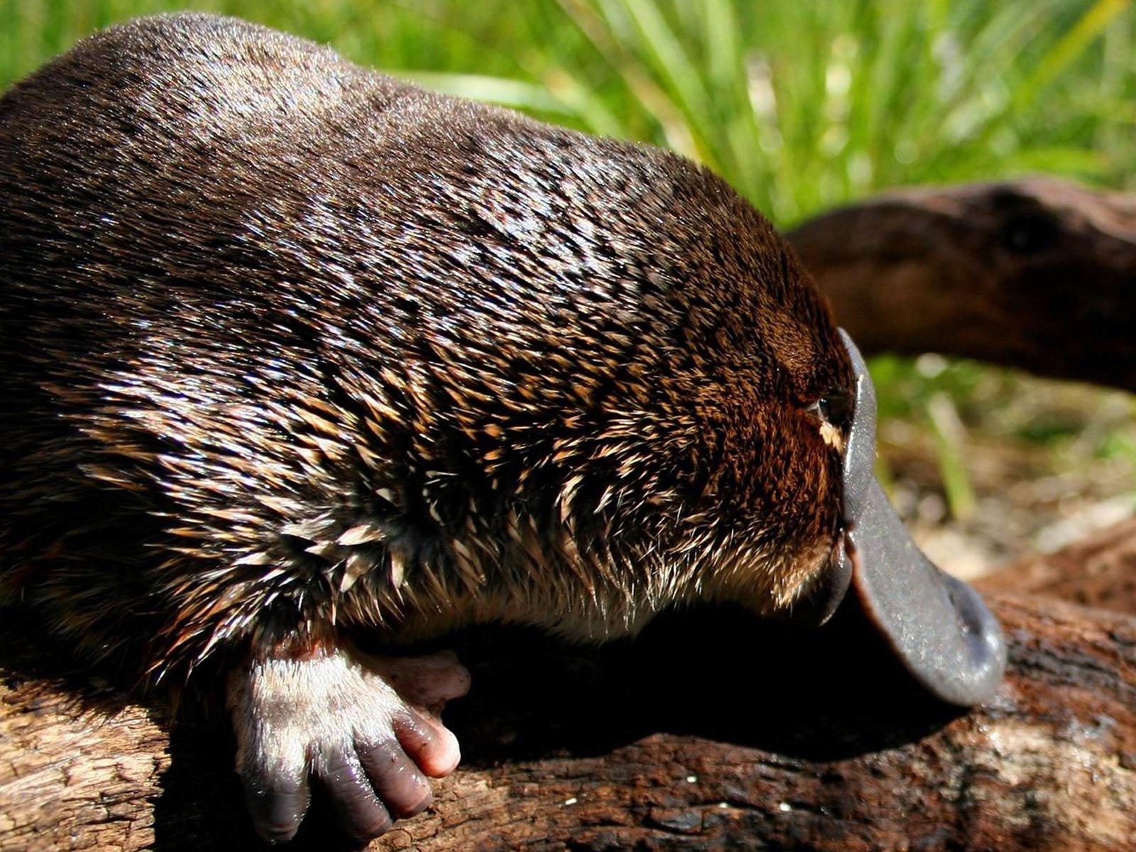 Platypus Wallpapers - Top Free Platypus Backgrounds - WallpaperAccess