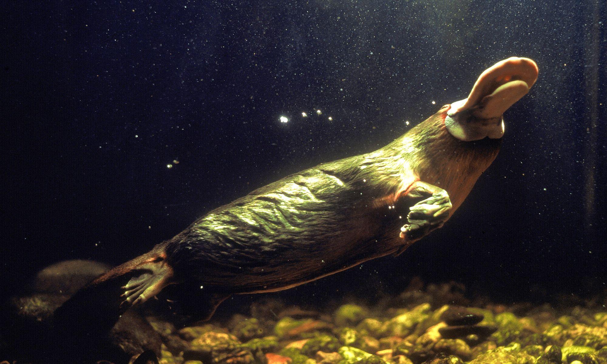Platypus Wallpapers - Top Free Platypus Backgrounds - WallpaperAccess