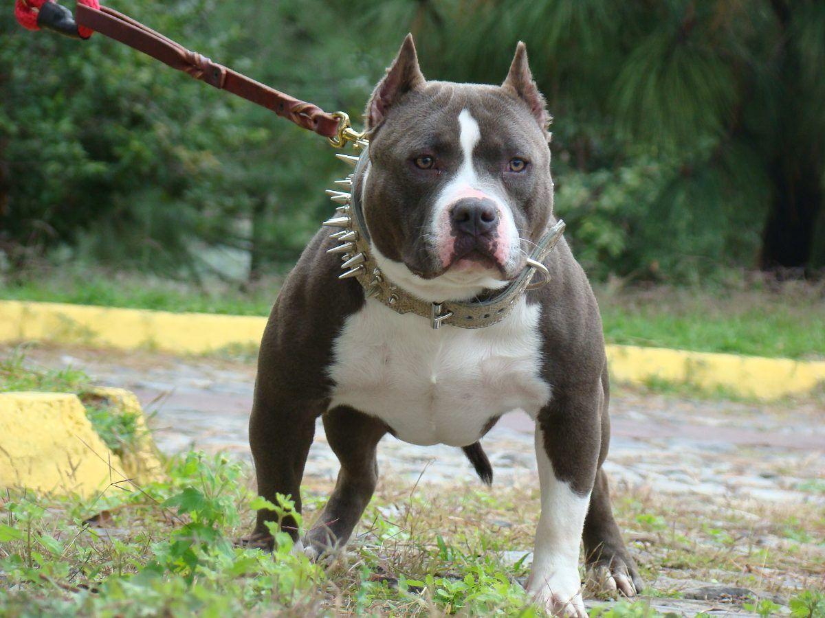 American Bully Wallpapers - Top Free American Bully Backgrounds
