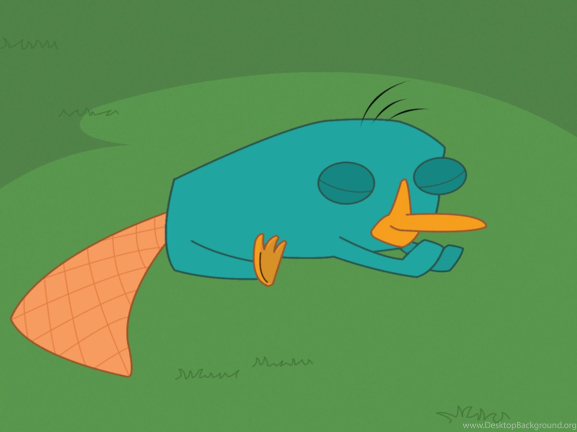 Platypus Wallpapers - Top Free Platypus Backgrounds - WallpaperAccess