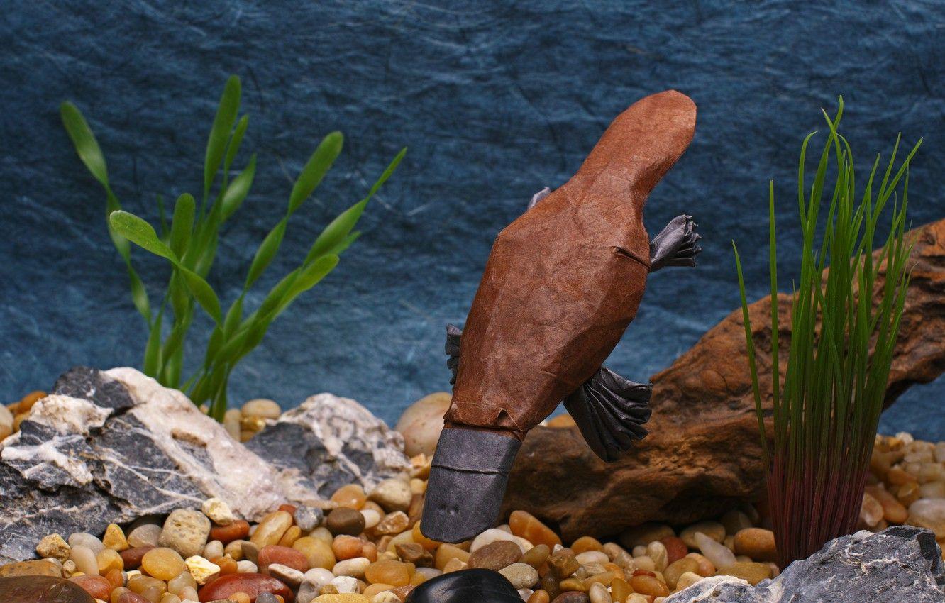 1332x850 Wallpaper paper, origami, The platypus, Platypus image
