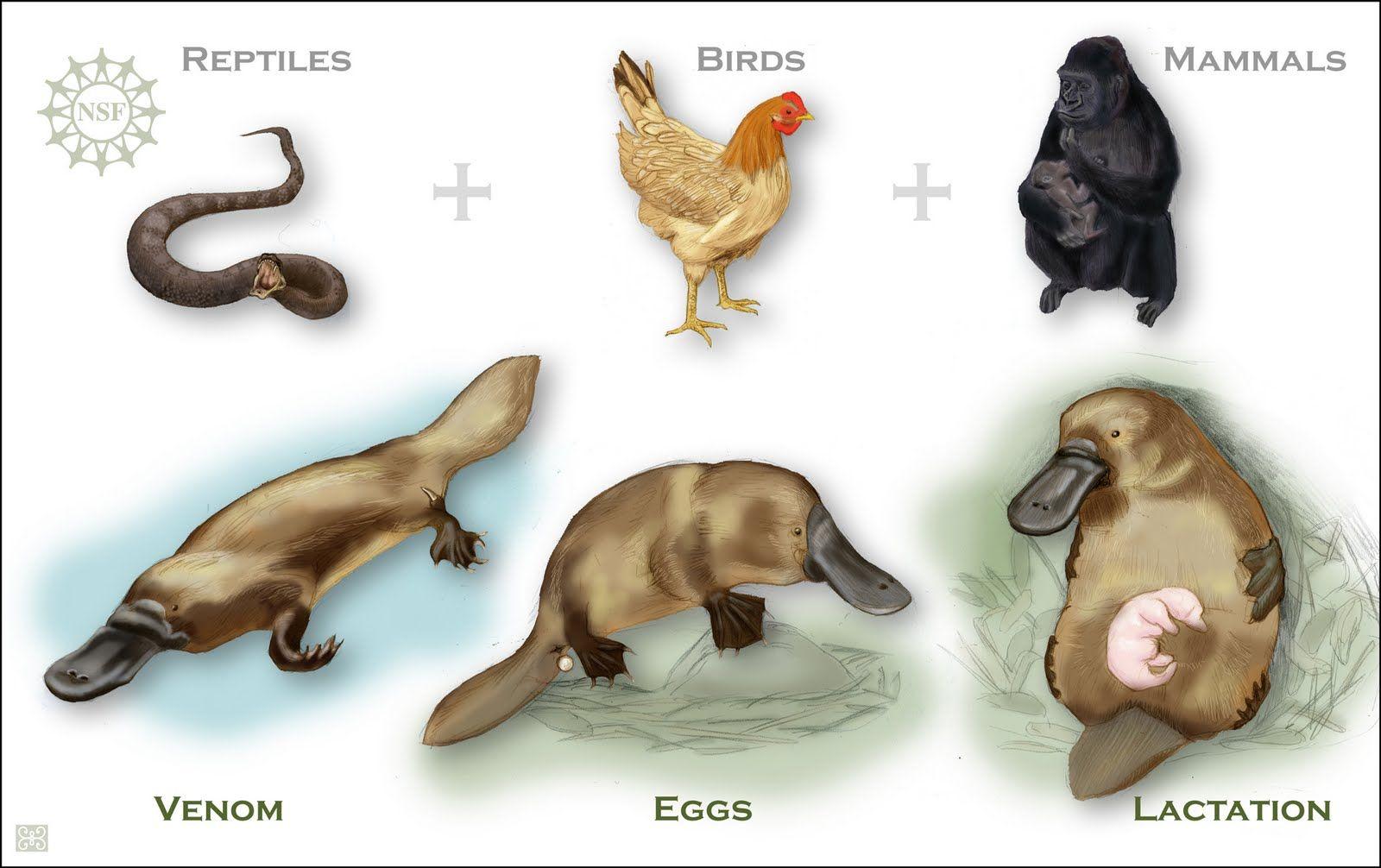 1600x1006 Wallpaper Sea: platypus wallpaper
