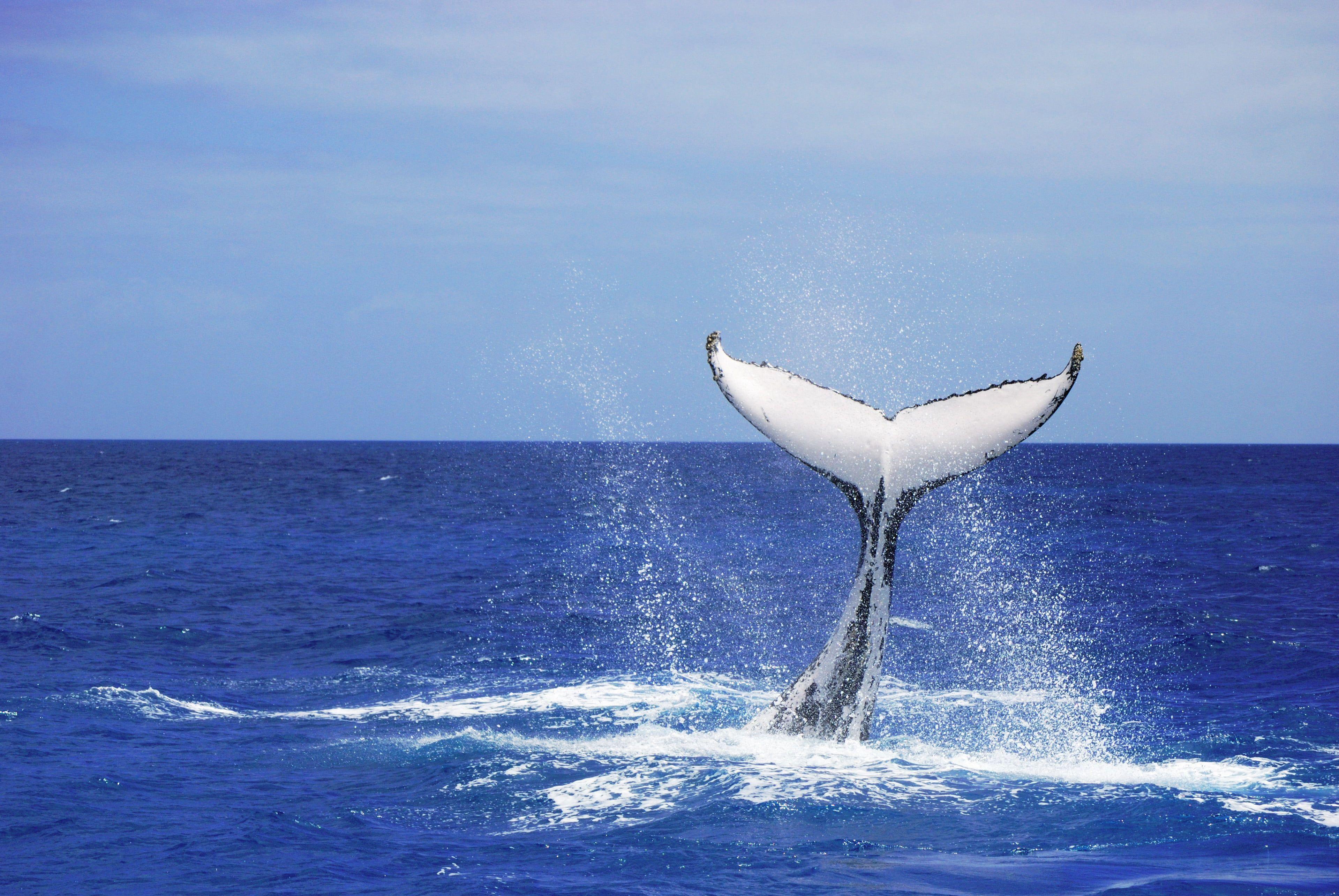3839x2569 Whale tail, humpback, platypus HD wallpaper