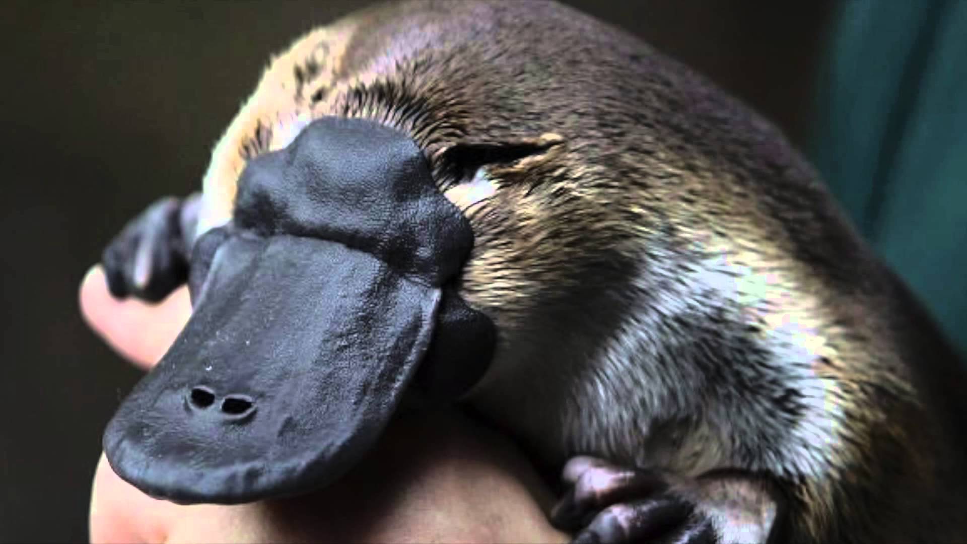 Platypus Wallpapers Top Free Platypus Backgrounds Wallpaperaccess