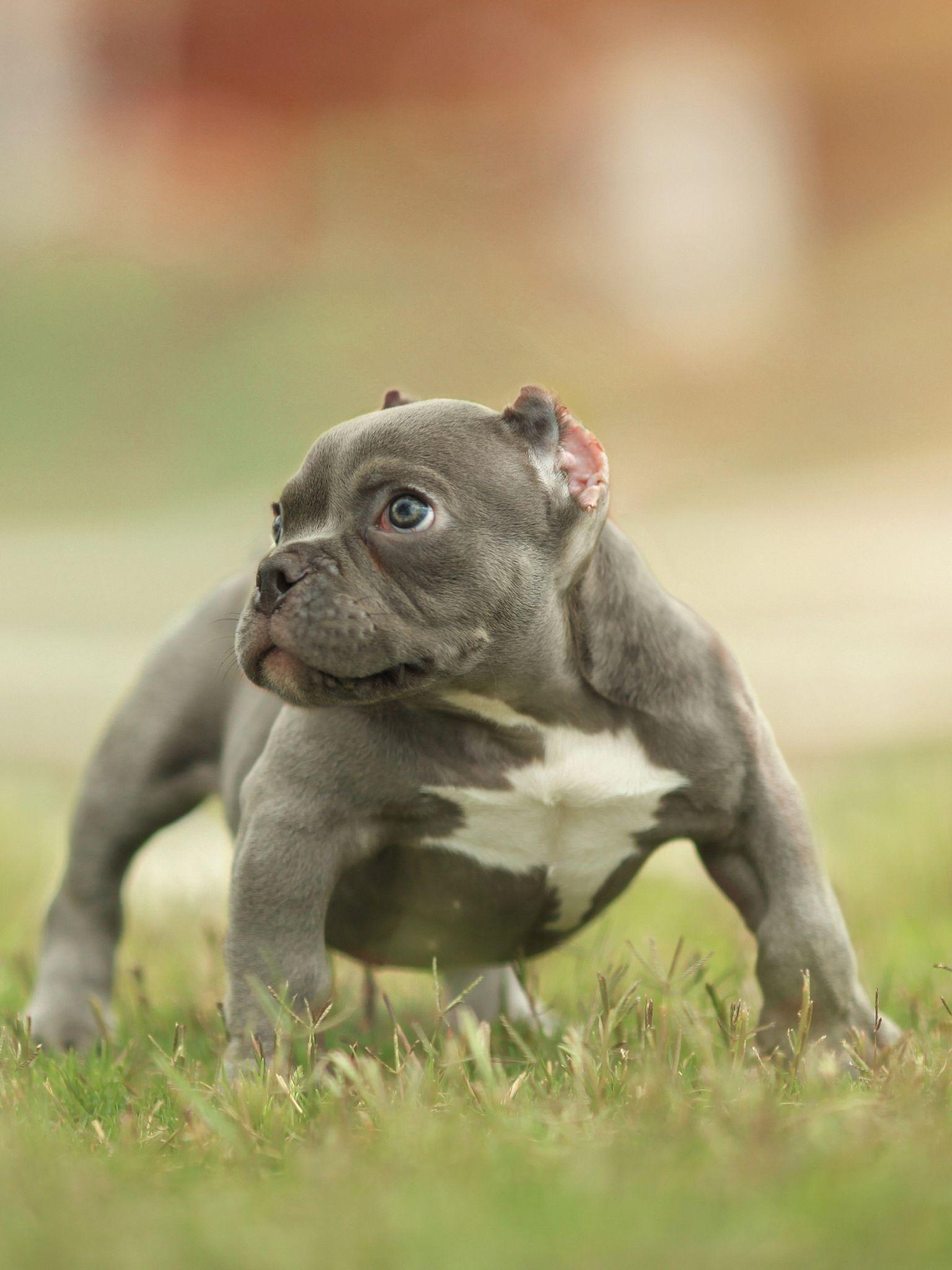 American Bully Wallpapers - Top Free American Bully Backgrounds - WallpaperAccess
