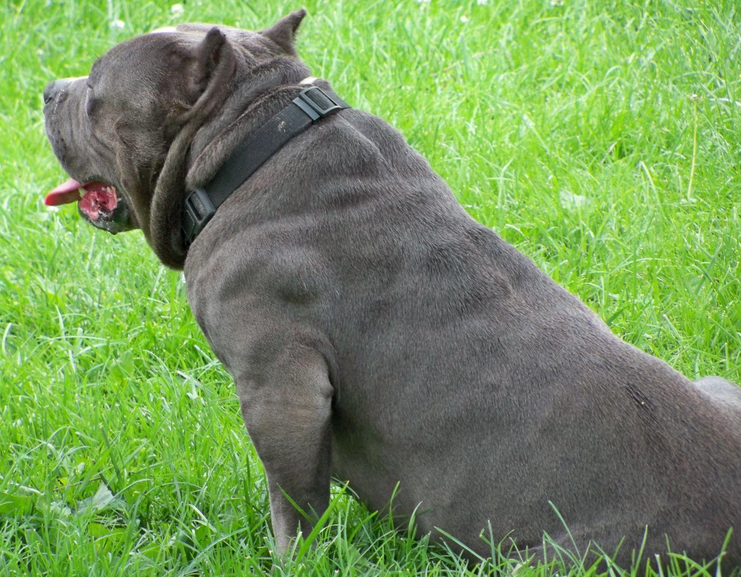 1517x1182 Free download American Bully Wallpaper Pets Cute and Docile