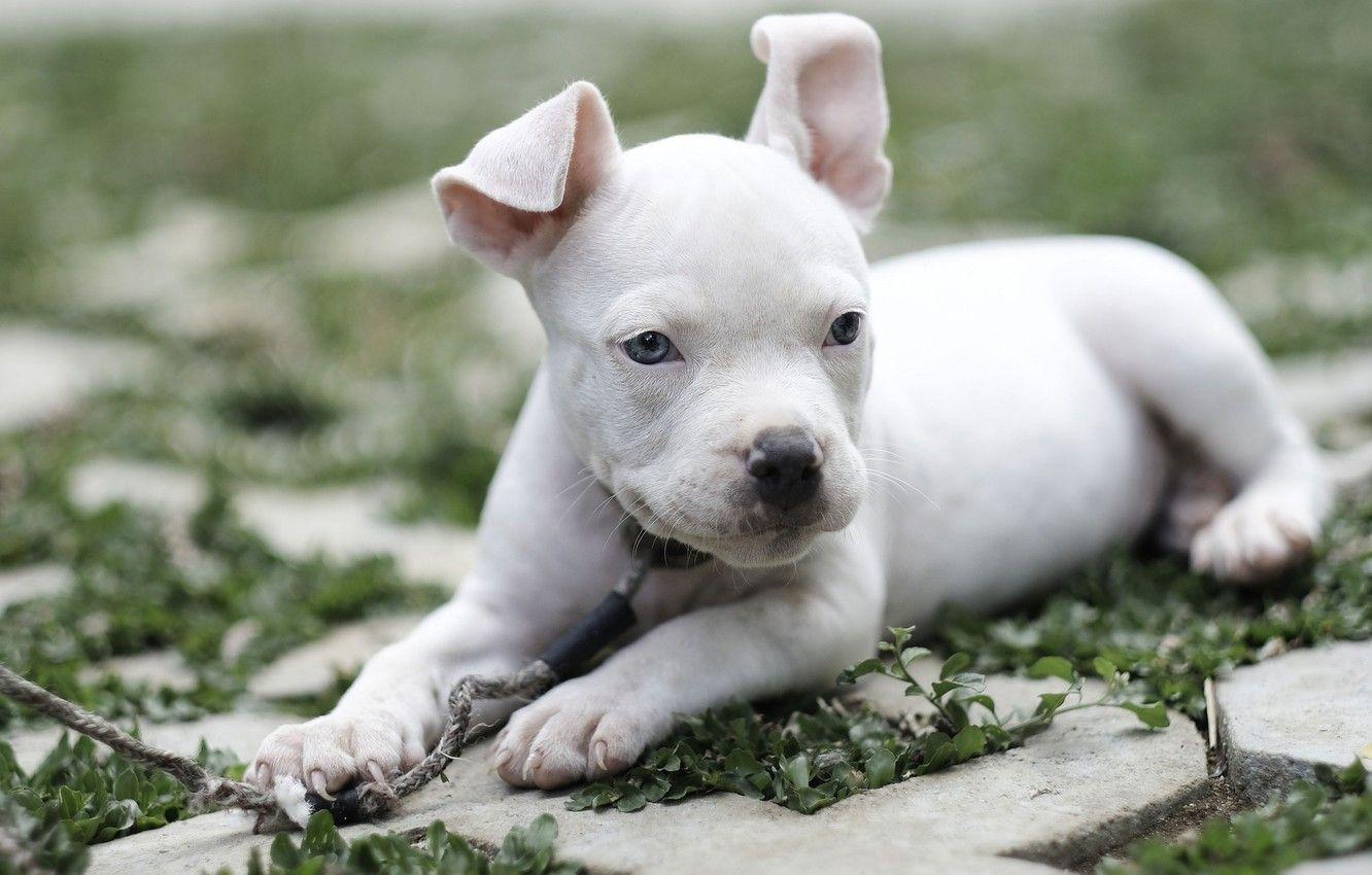 1332x850 Wallpaper dog, baby, puppy, American bully image