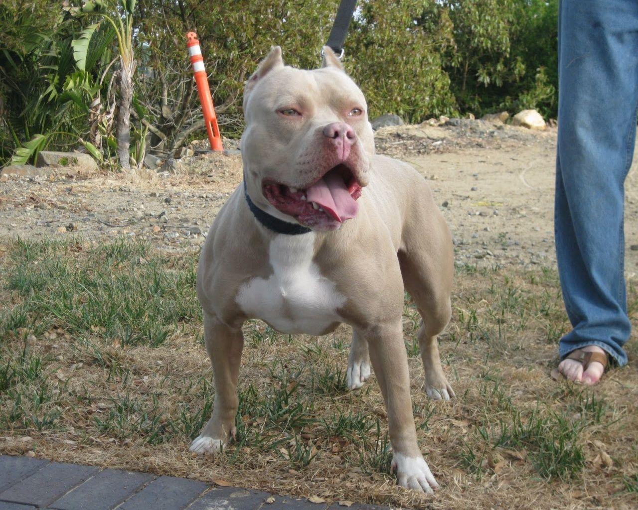 1280x1024 pitbull dogs. Pitbull Puppies HD Wallpaper and Desktop