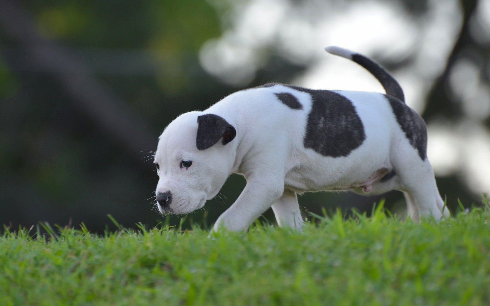 2048x1280 Tan And White American Pit Bull Terrier, American Bully