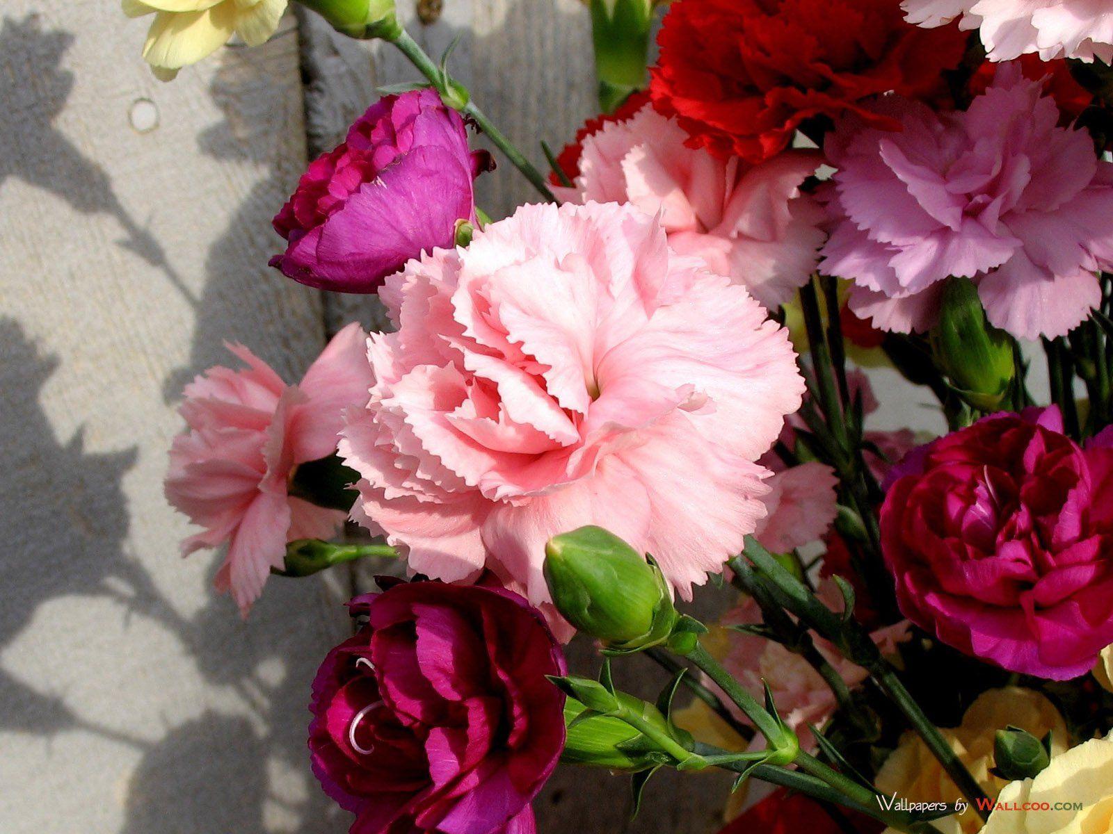 Carnation Flower Wallpapers Top Free Carnation Flower Backgrounds Wallpaperaccess
