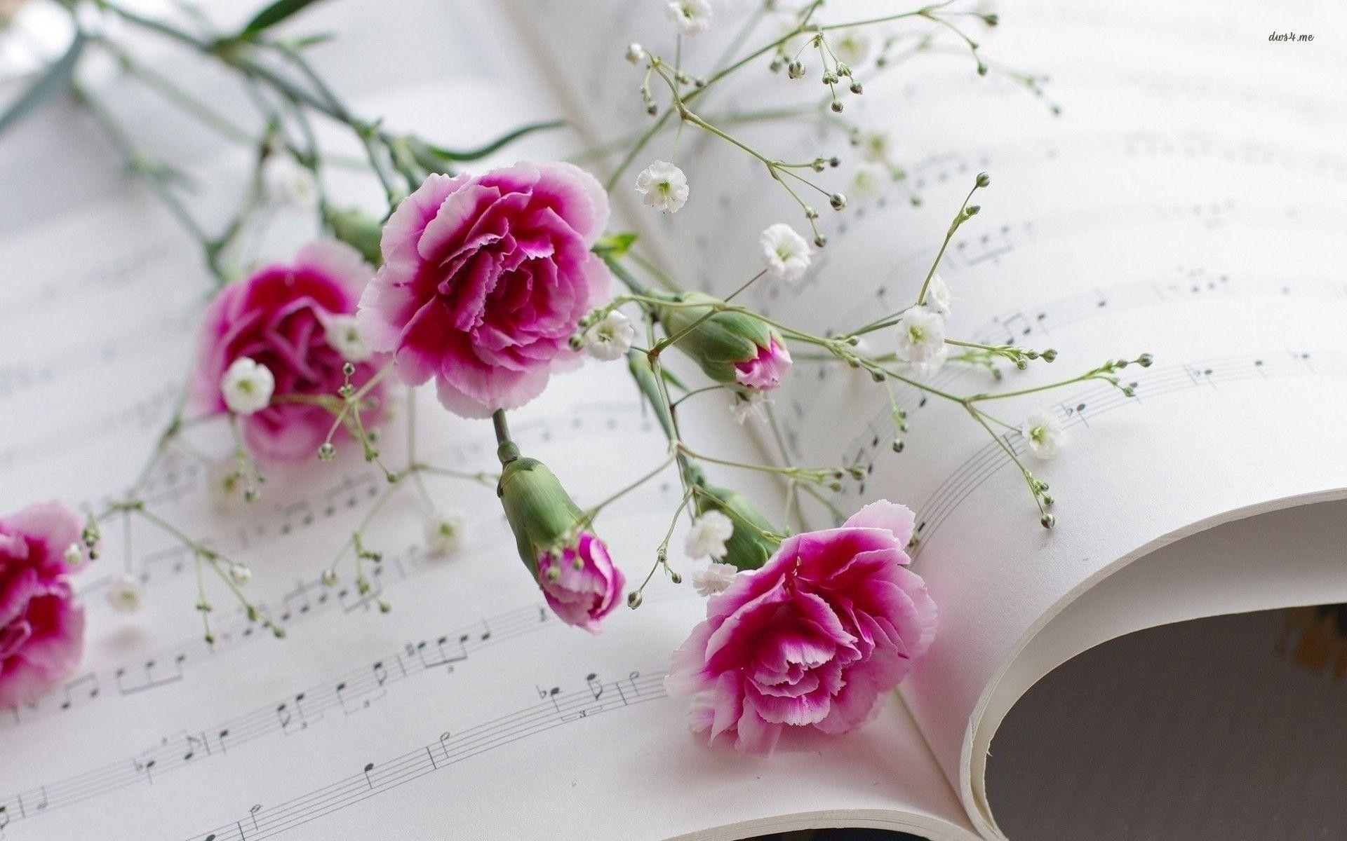 1920x1200 Carnation Wallpaper