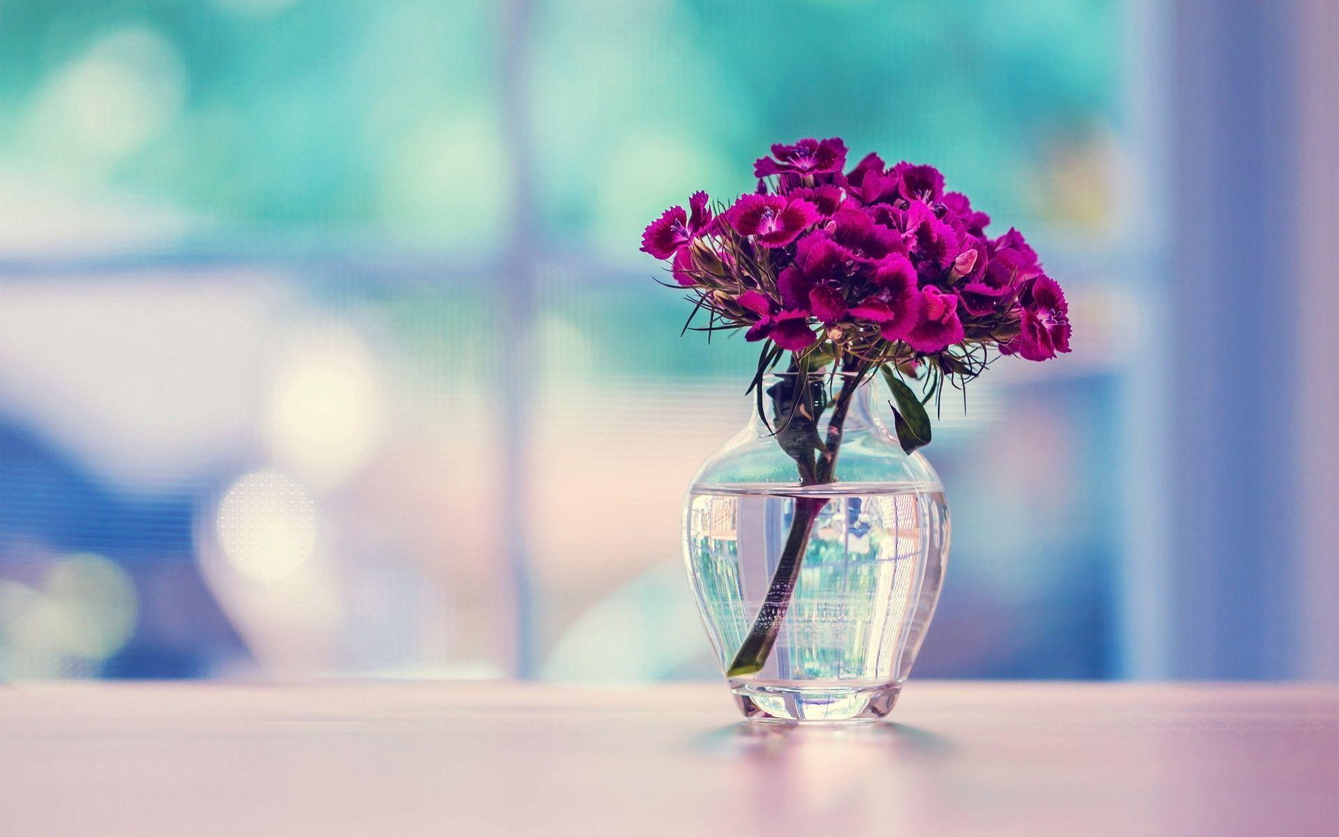 1920x1200 Carnation Wallpaper