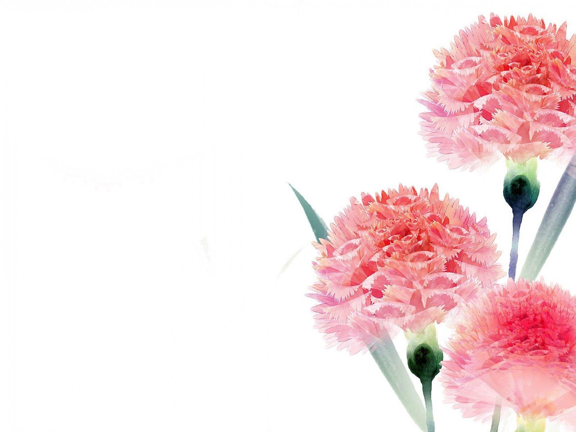 Carnation Wallpapers - Top Free Carnation Backgrounds - WallpaperAccess