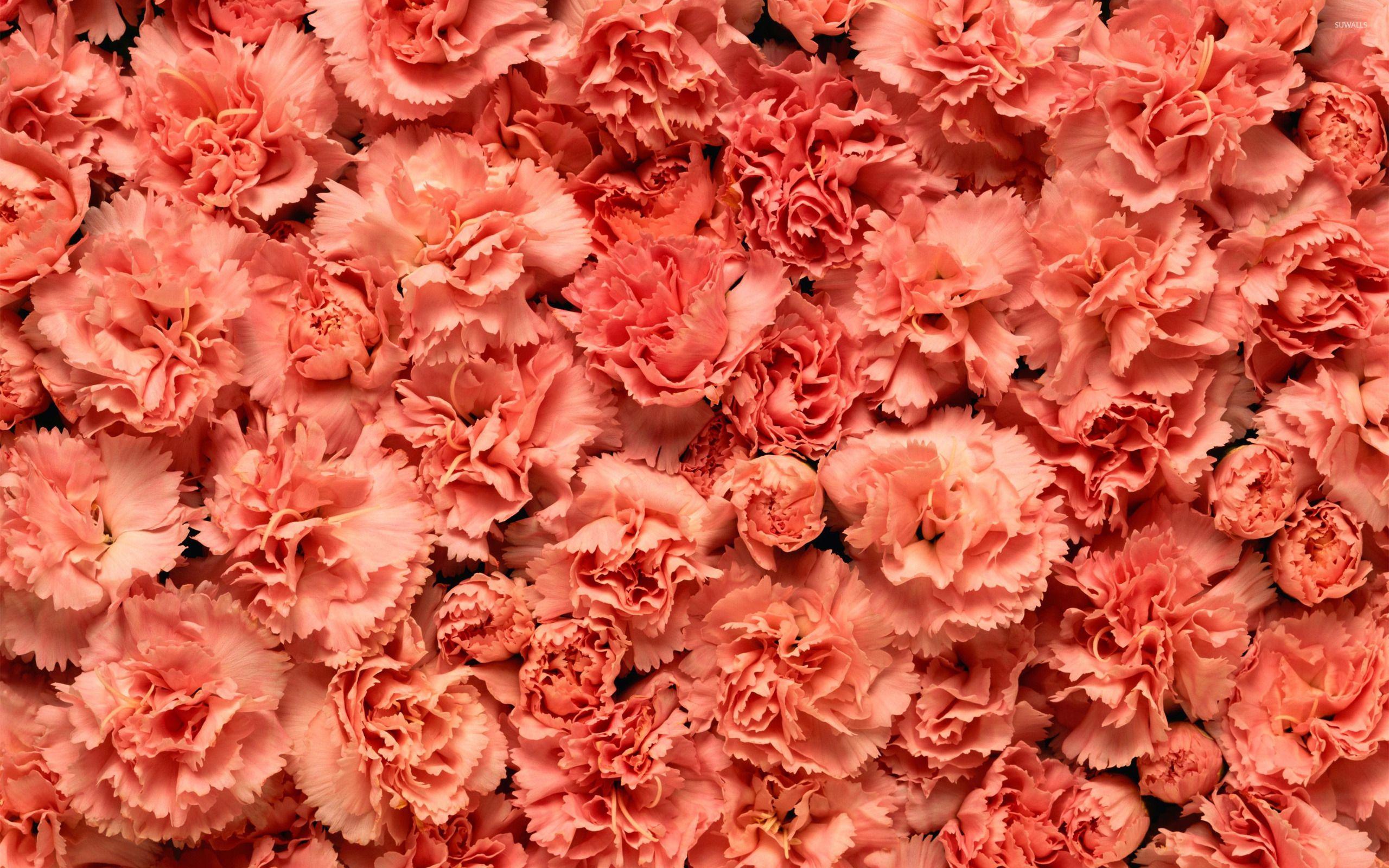 Carnation Wallpapers Top Free Carnation Backgrounds Wallpaperaccess