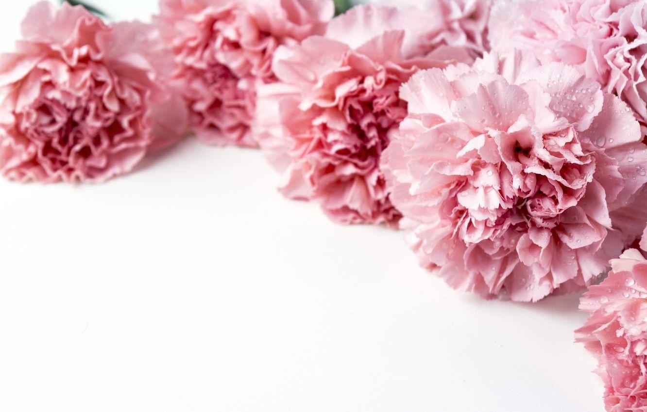 Carnation Wallpapers Top Free Carnation Backgrounds Wallpaperaccess