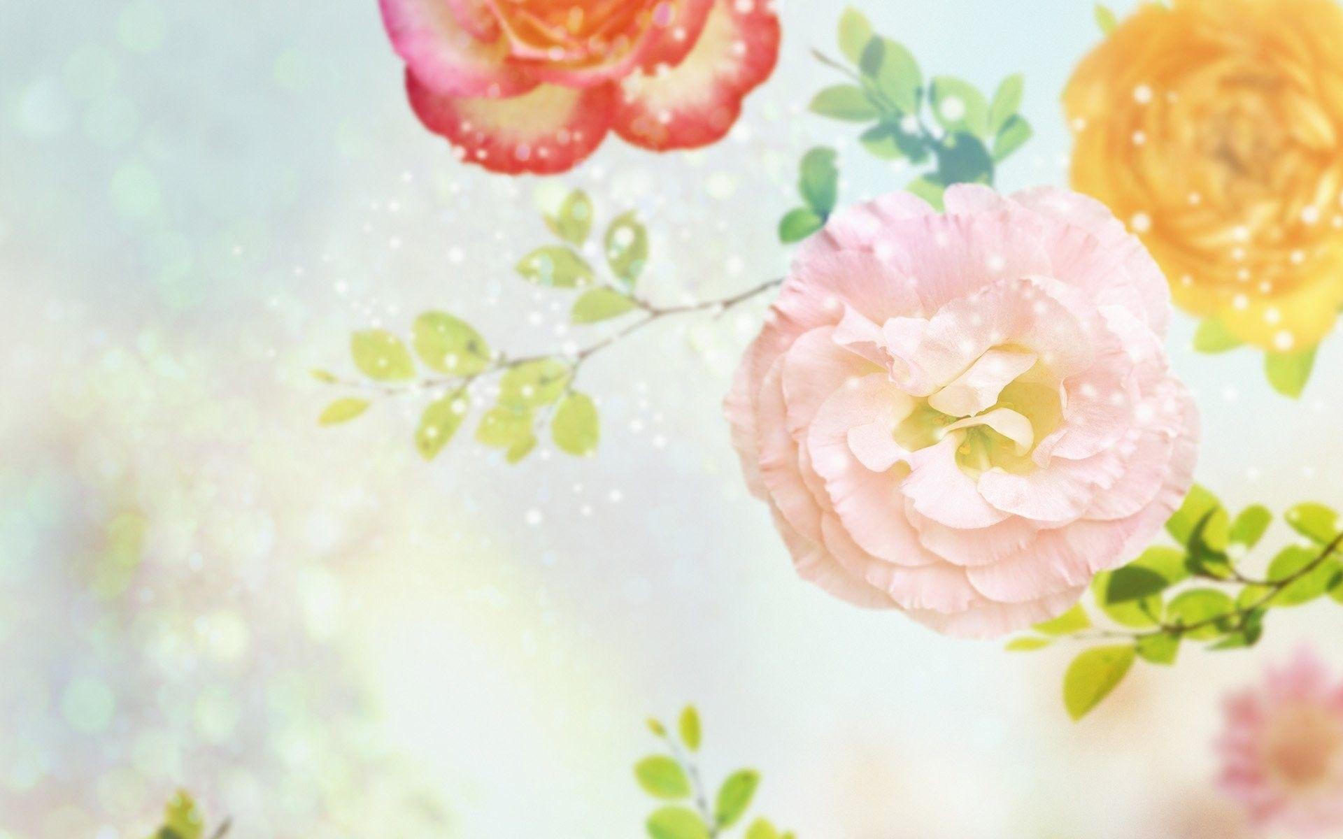 1920x1200 Carnation Wallpaper