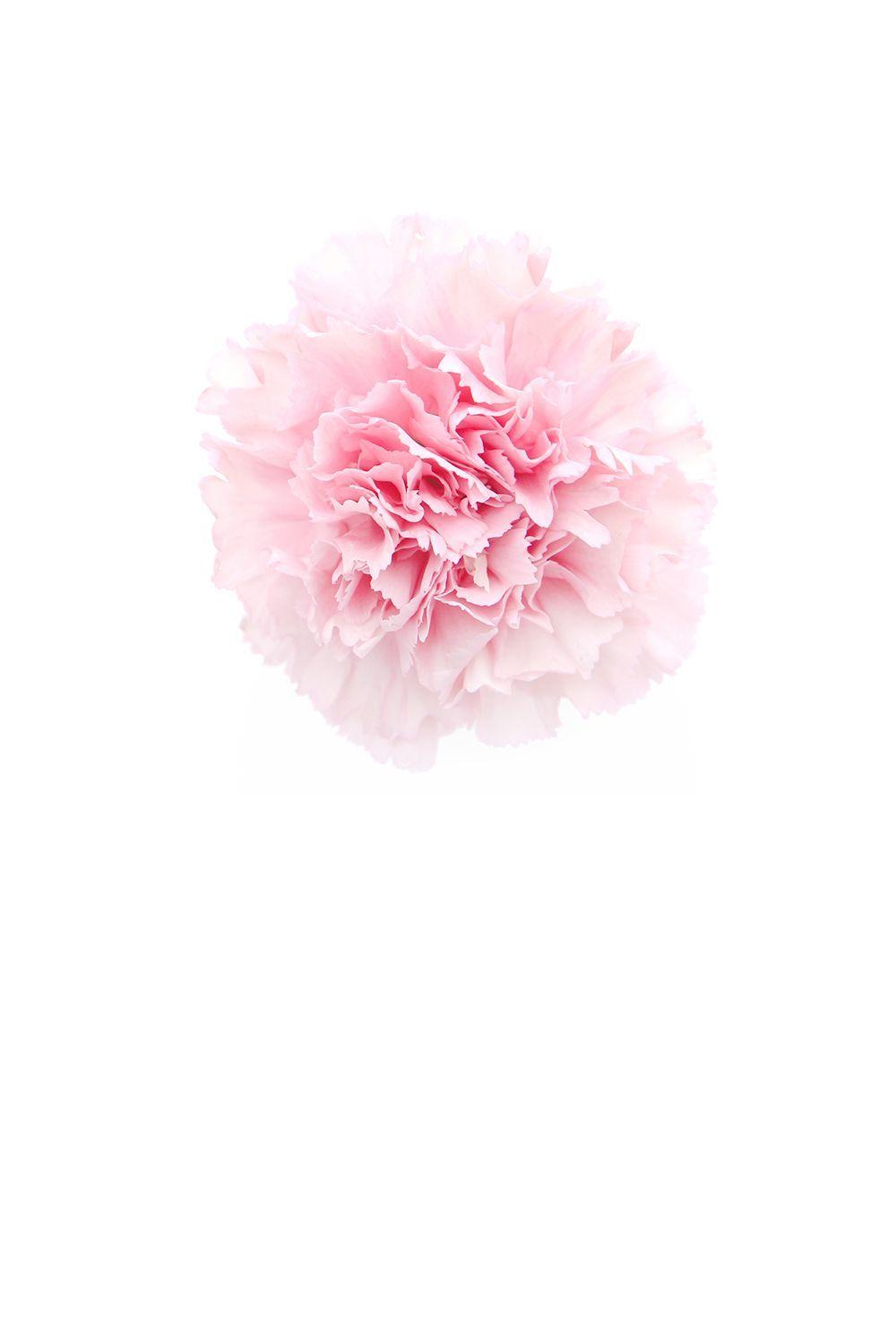 1000x1500 STILL on white. Pink carnations, Carnations, Pink wallpaper