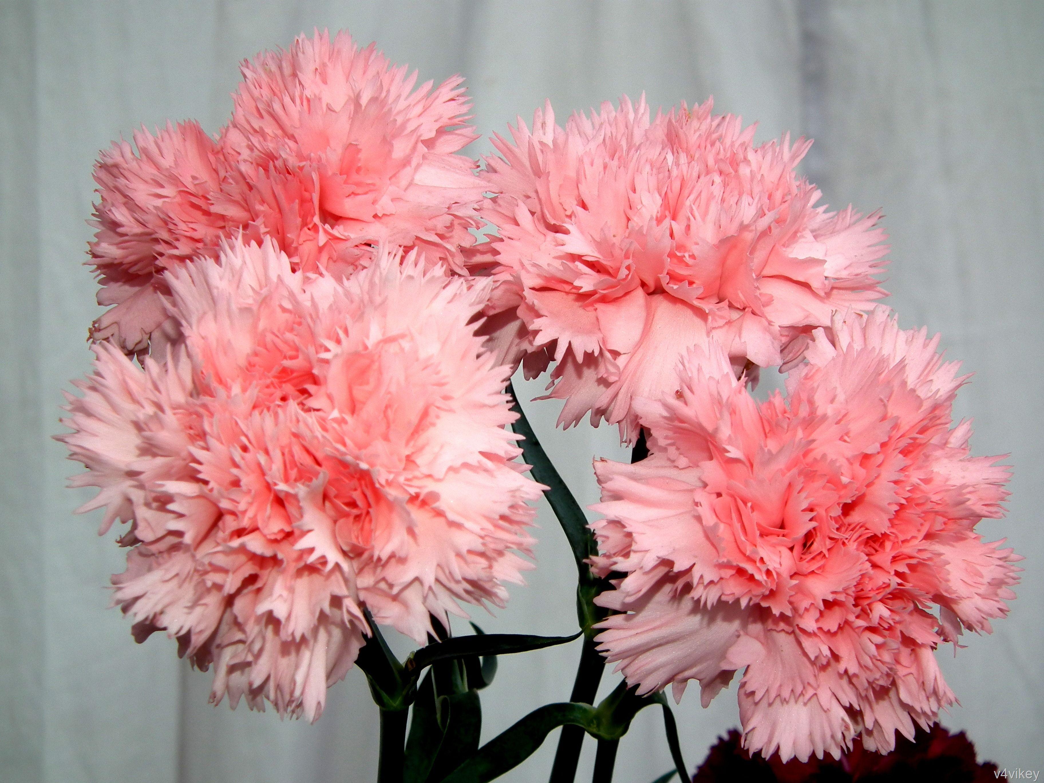 3648x2736 Pink Carnation Flowers Wallpaper « Wallpaper Tadka
