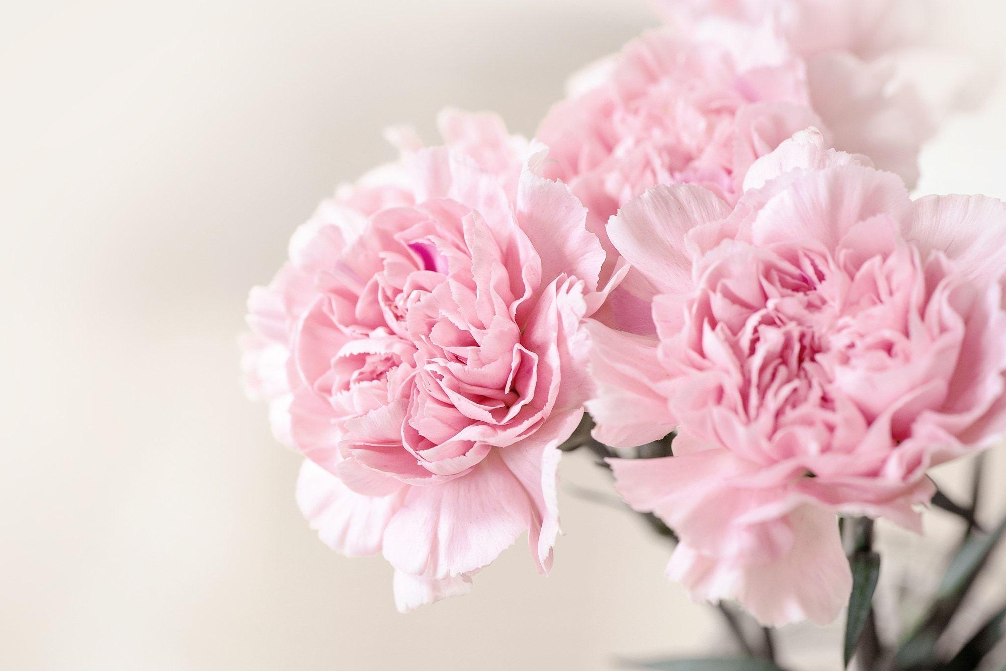 2000x1335 Pink Carnation Wallpaper