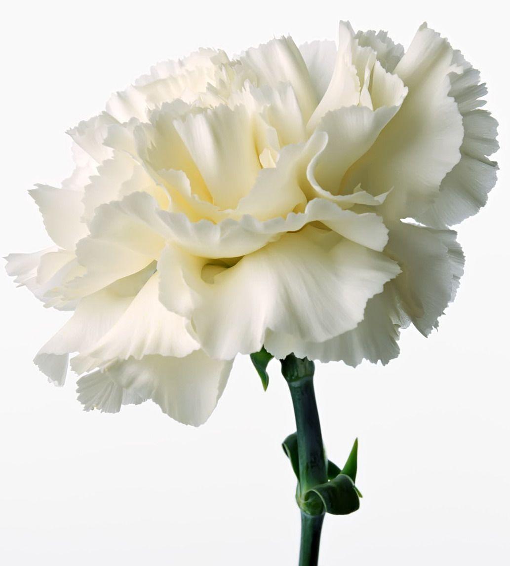 1033x1147 White Carnation Wallpaper
