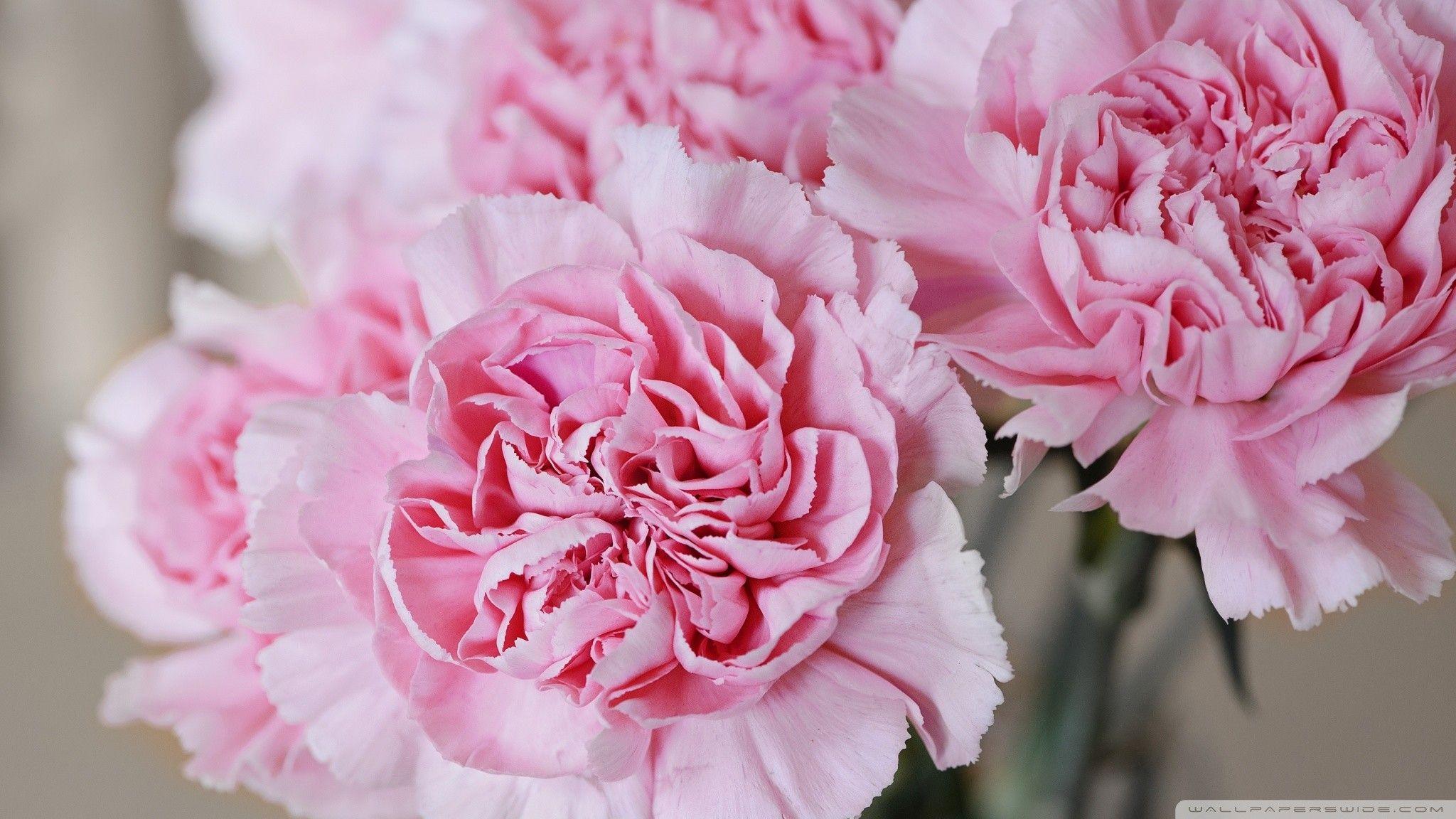 2048x1152 Carnation Wallpaper