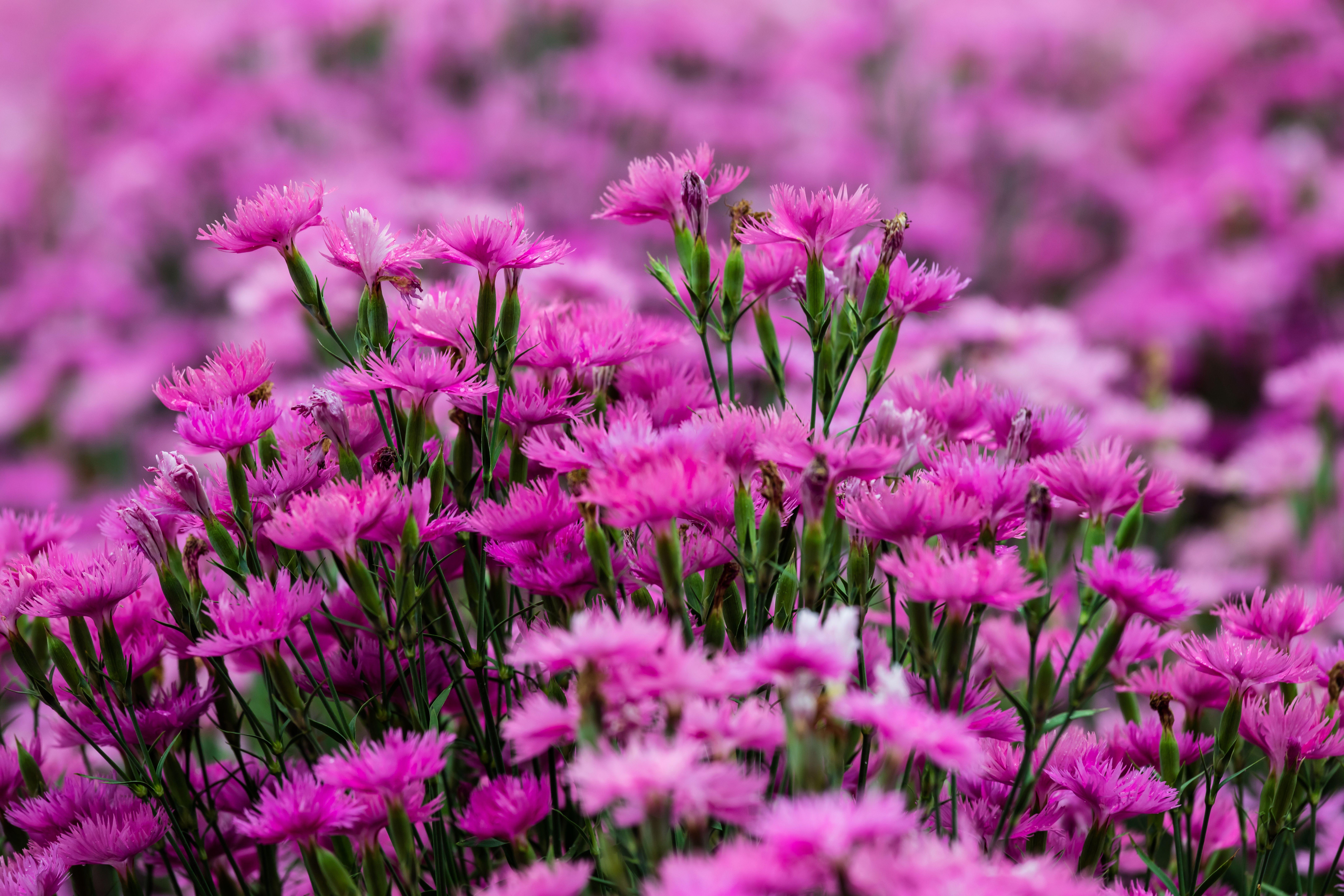 8688x5792 Carnation HD Wallpaper and Background Image