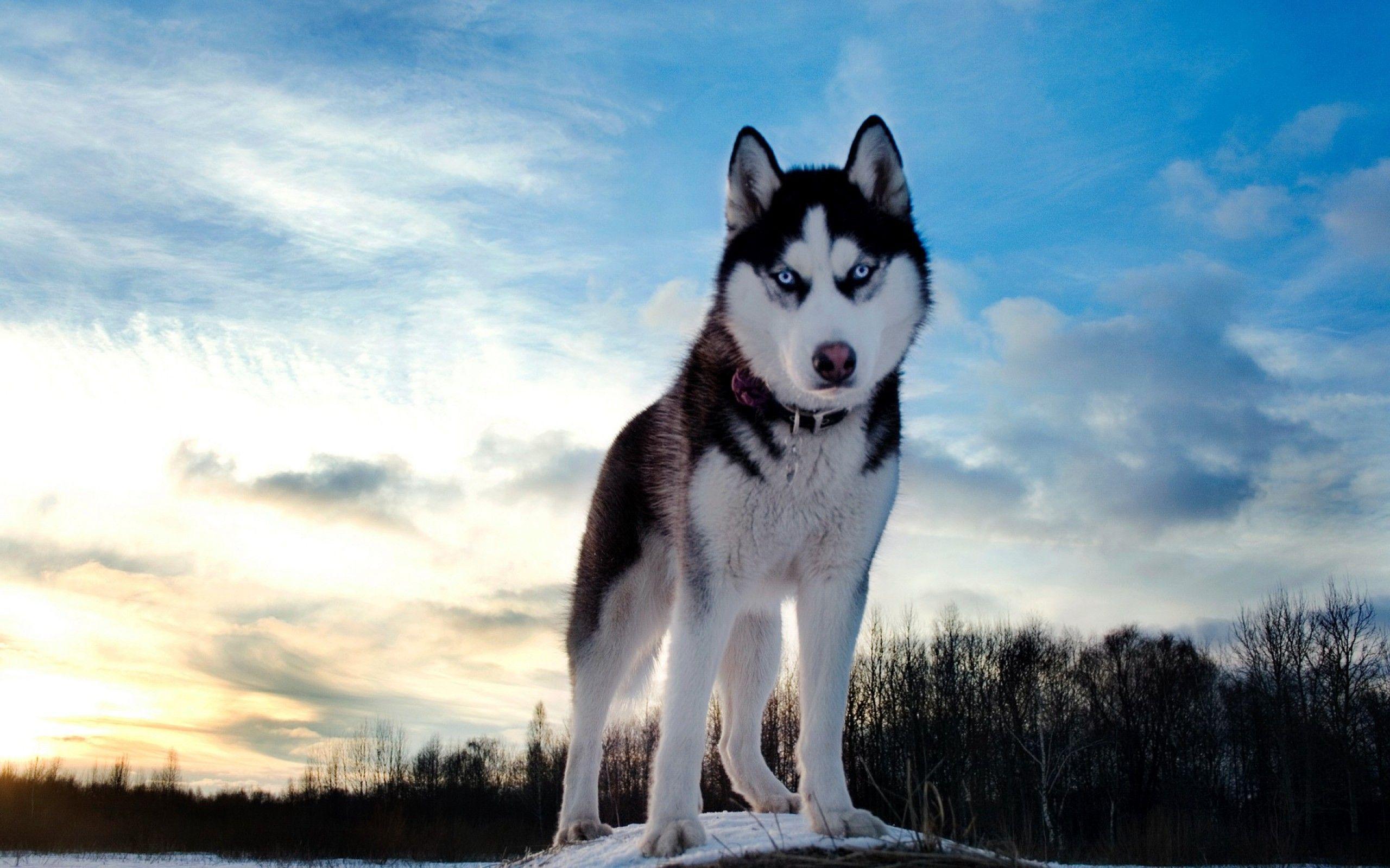 Husky Dog Wallpapers - Top Free Husky Dog Backgrounds - WallpaperAccess