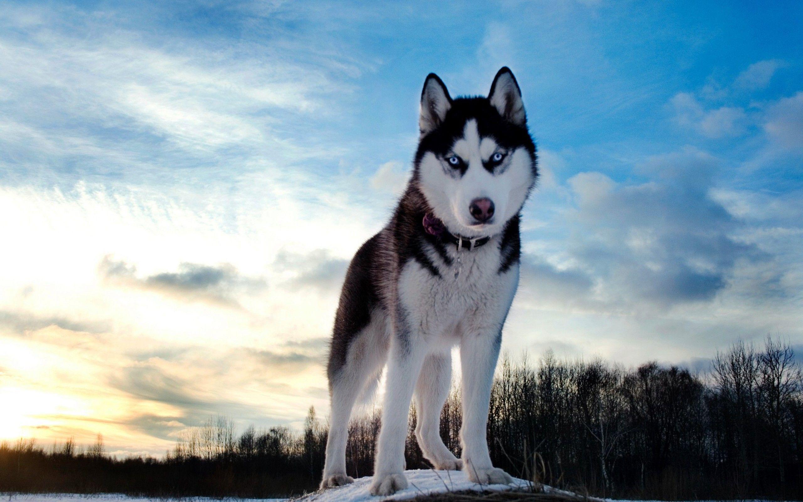 Siberian Husky Dog Wallpapers Top Free Siberian Husky Dog Backgrounds Siberian Husky Dog Wallpapers Top Free Siberian Husky Dog Backgrounds