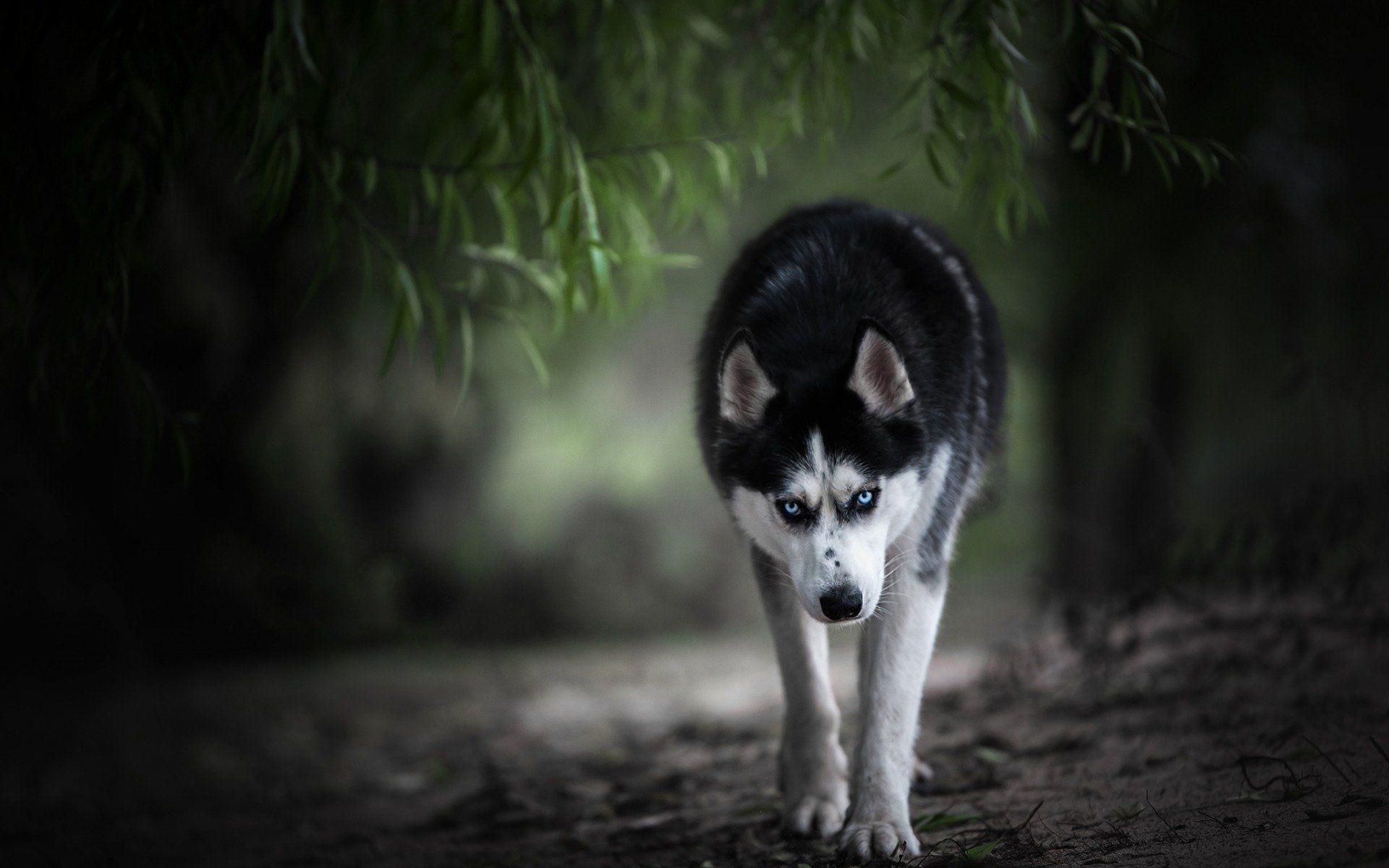 Siberian Husky Wallpapers (66+ images inside)