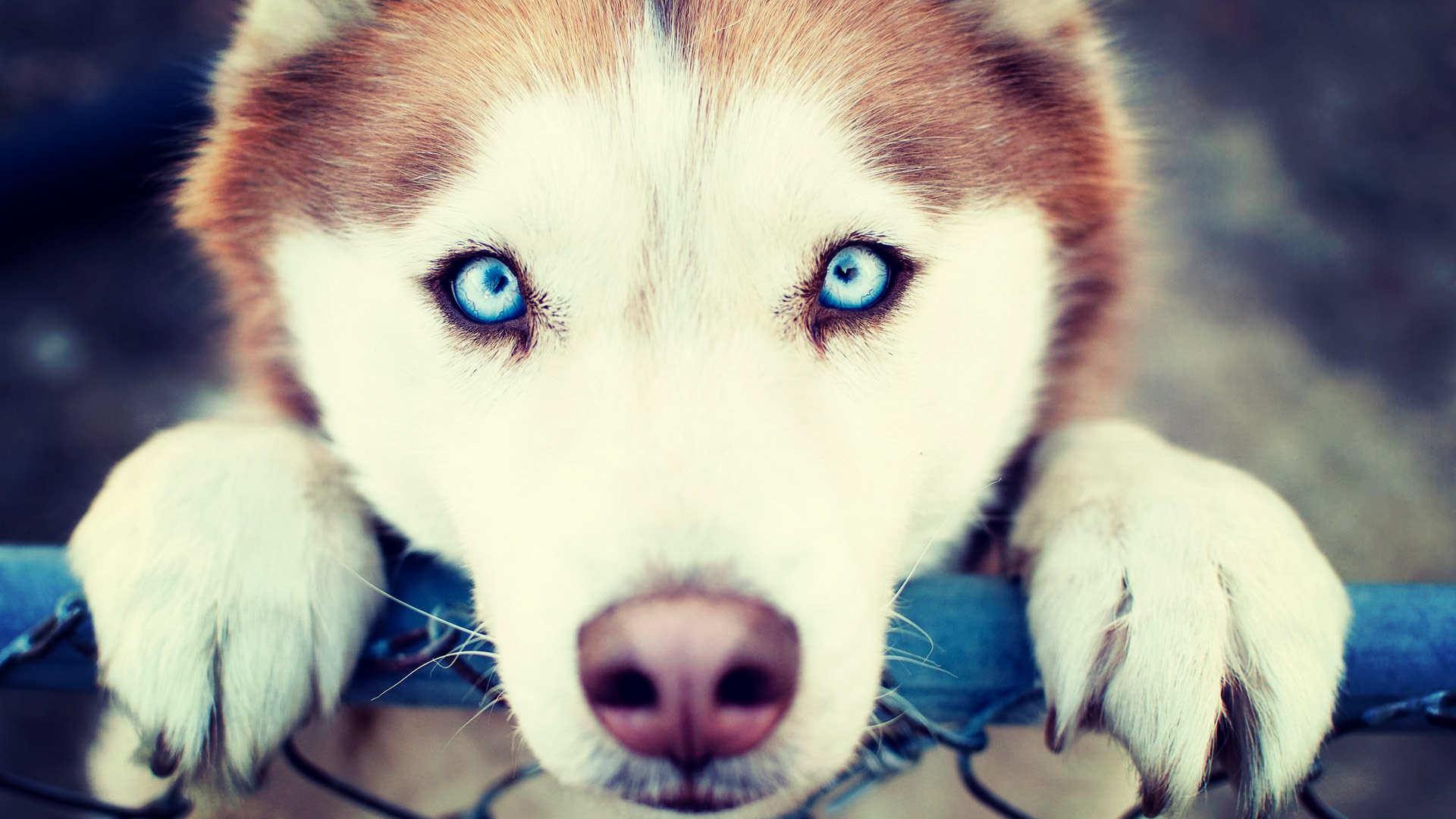 Husky Wallpapers Top Free Husky Backgrounds Wallpaperaccess