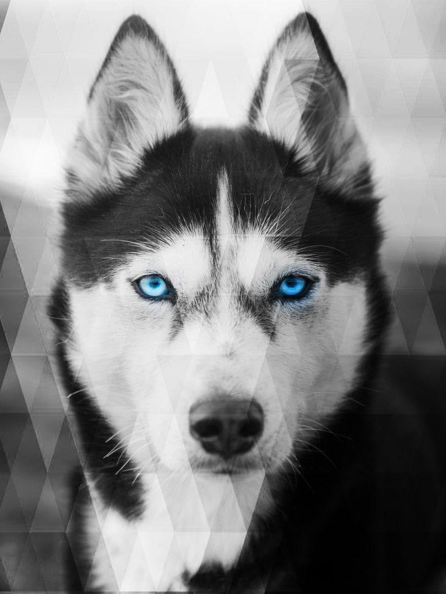 Husky Dog Wallpaper 4k - PetsWall