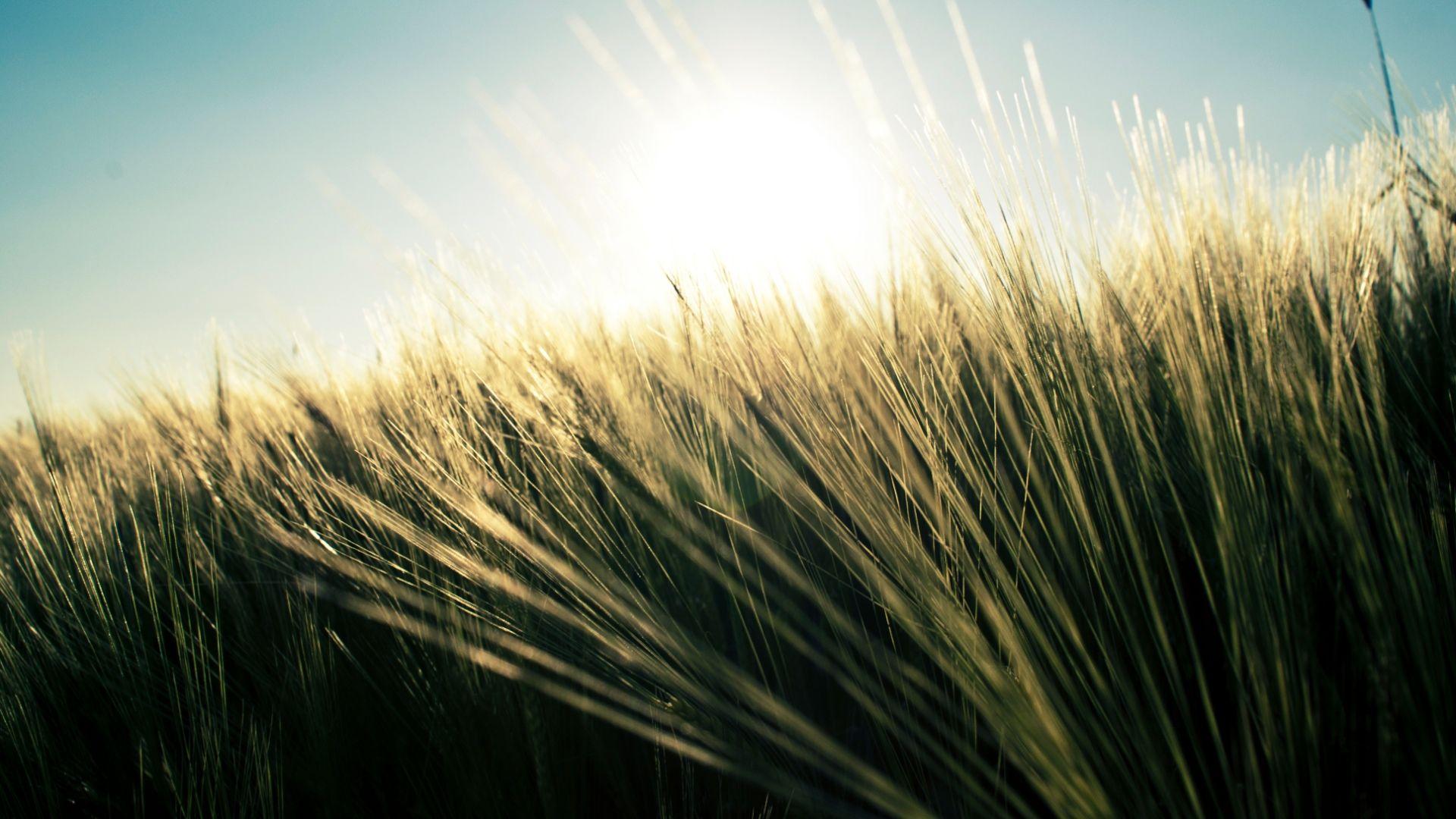1920x1080 Free download Theme Bin Blog Archive Wild Nature HD
