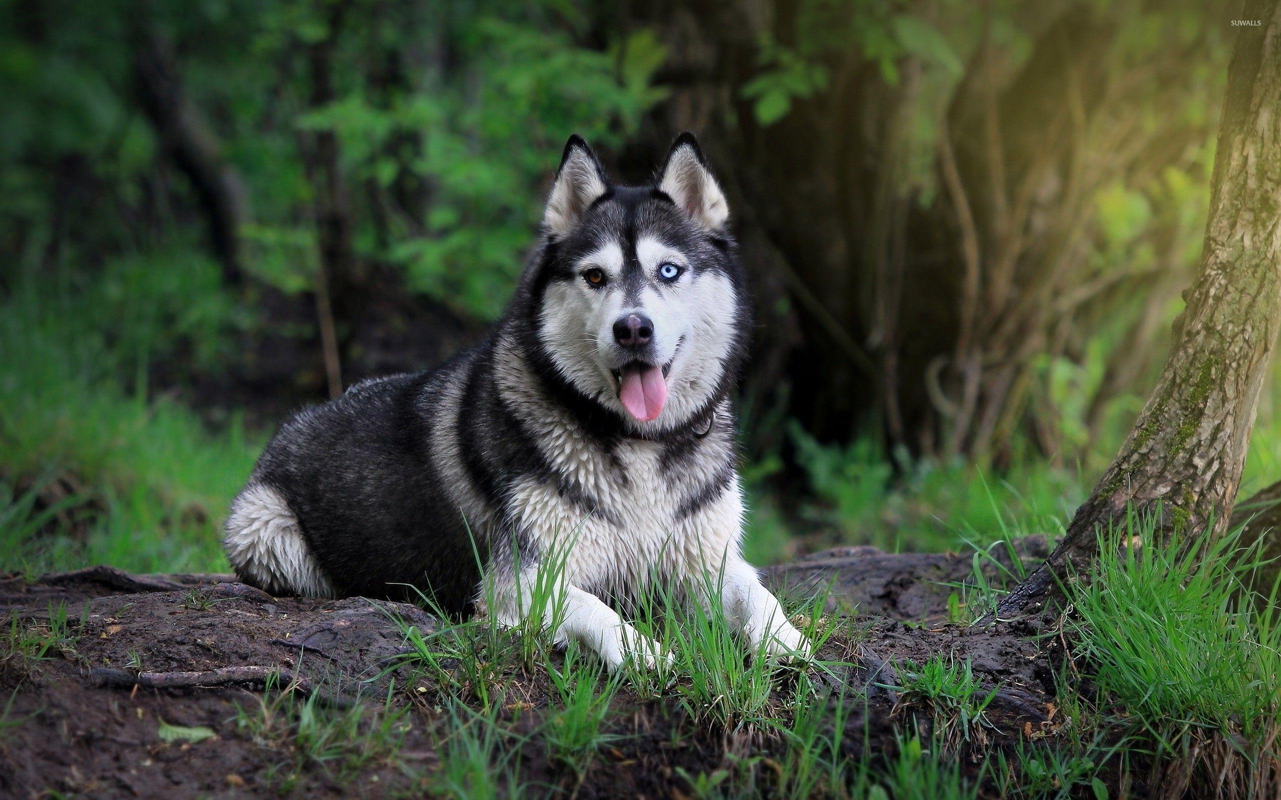 Husky Wallpapers - Top Free Husky Backgrounds - WallpaperAccess