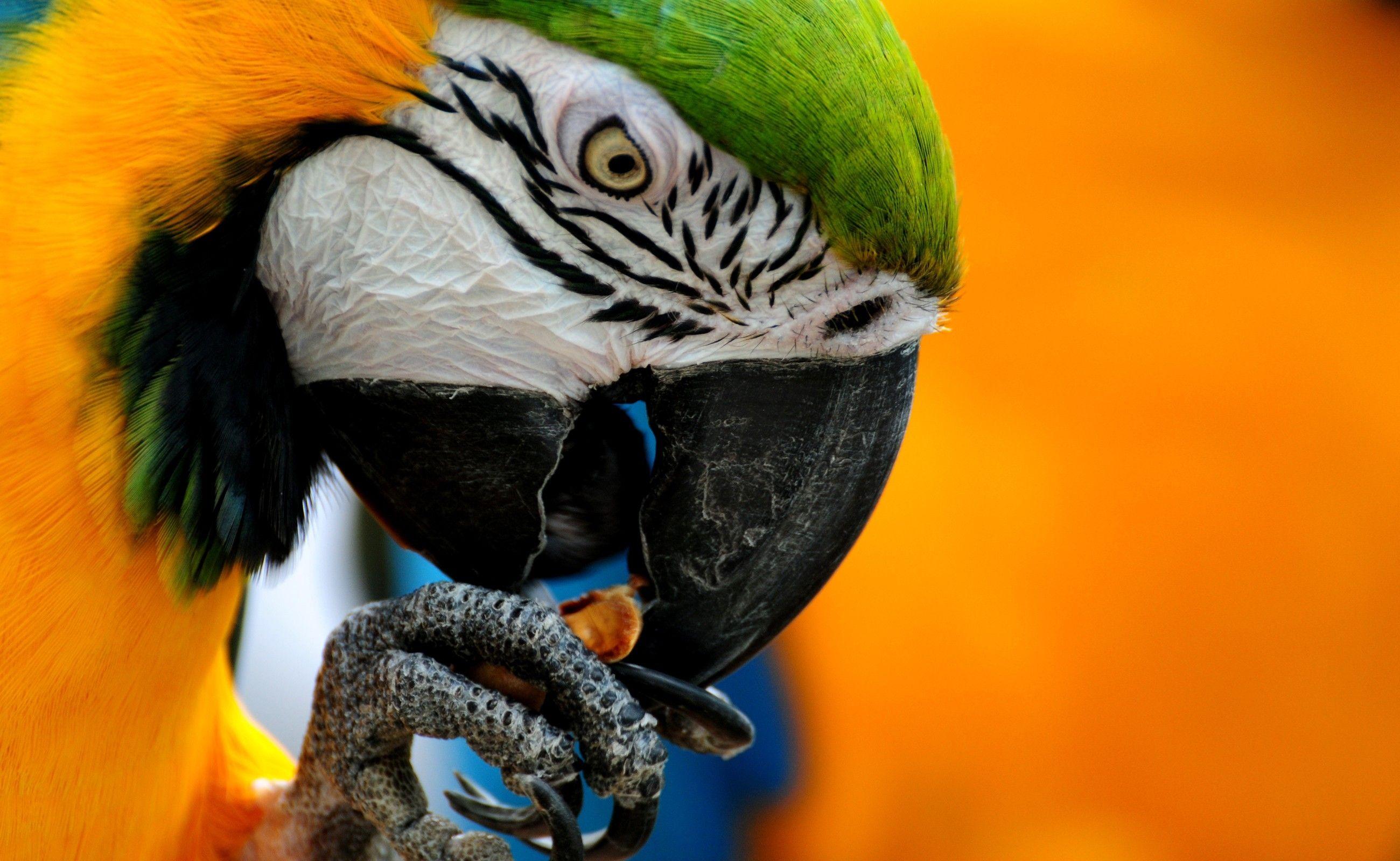 2600x1600 animals parrots 2600x1600 wallpaper High Quality Wallpaper