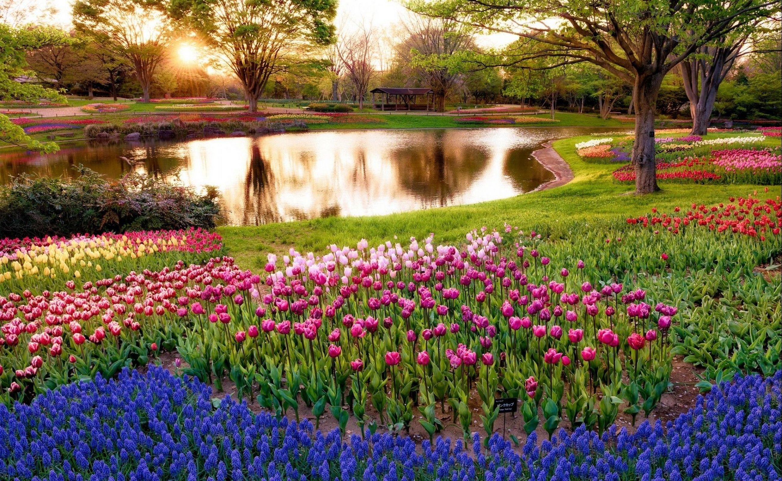 2600x1600 Download wallpaper 2600x1600 tulips, flower bed, lake HD