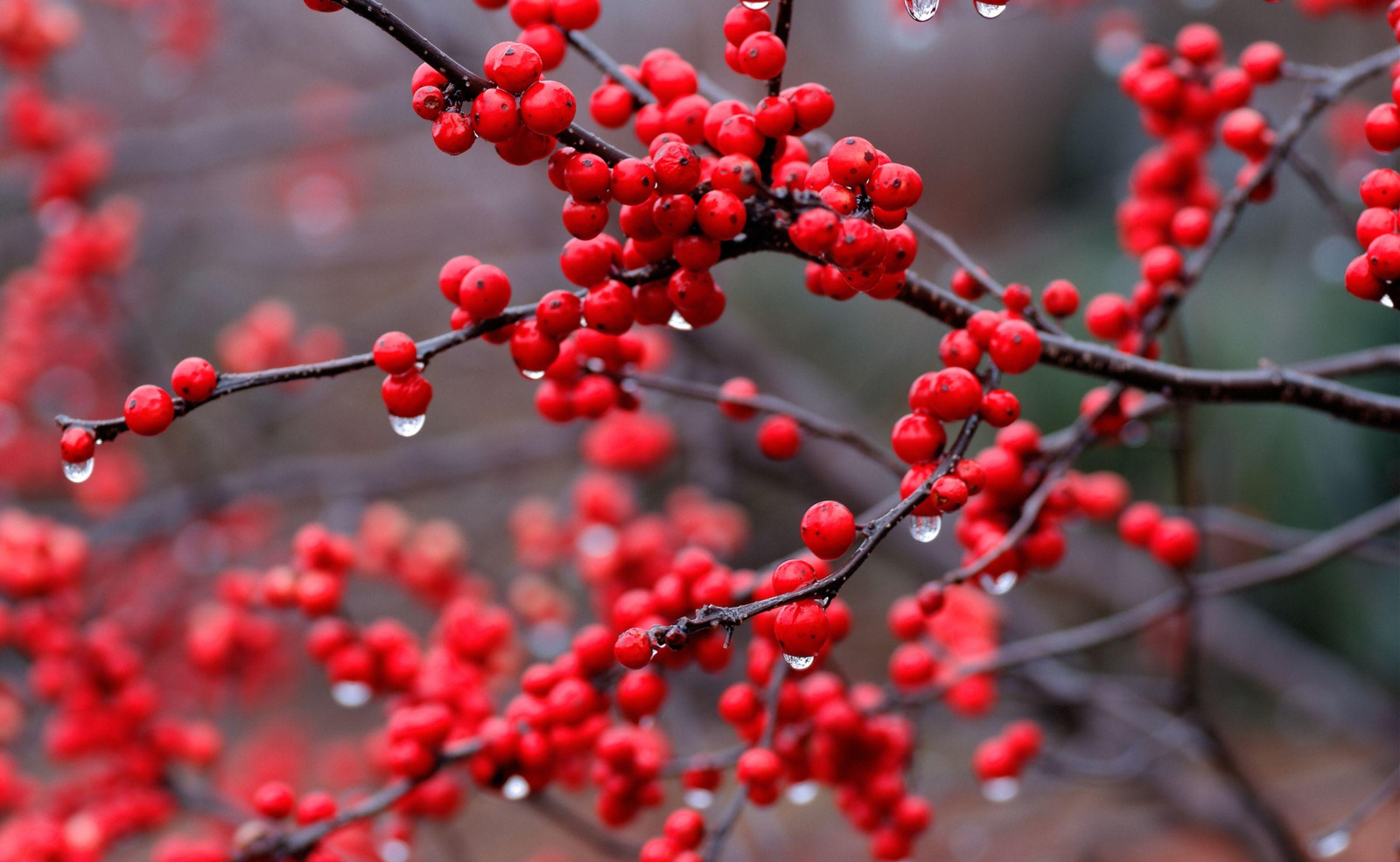 2600x1600 Red Berry Branch And Rain Drops Wallpaper