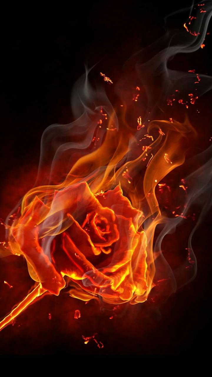 Hình nền hoa hồng cháy 720x1280