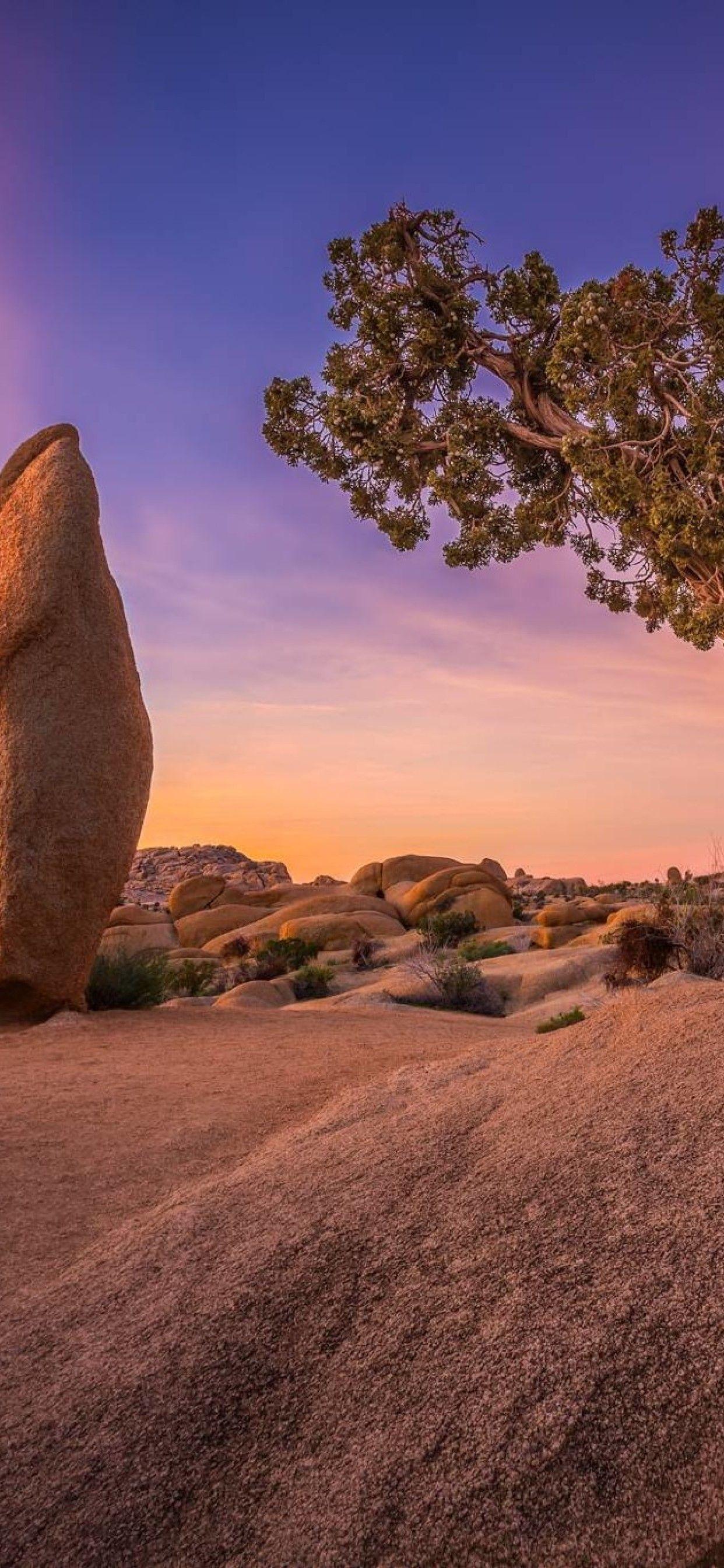 1242x2688 Joshua Tree National Park iPhone XS MAX HD 4k Wallpaper, Image, Background, Photo and Picture