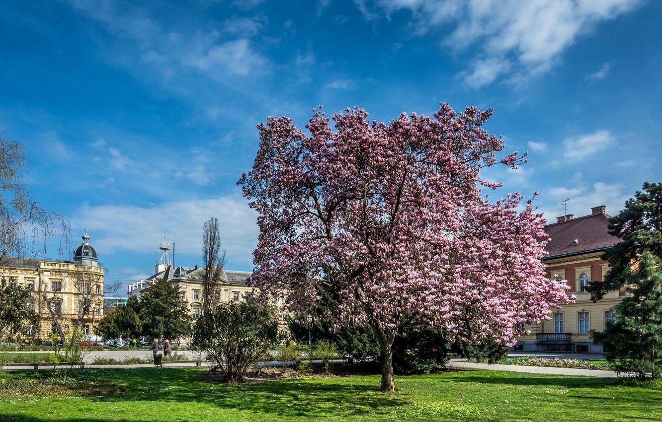 1332x850 Wallpaper Croatia, Magnolia, flowering trees, Croatia