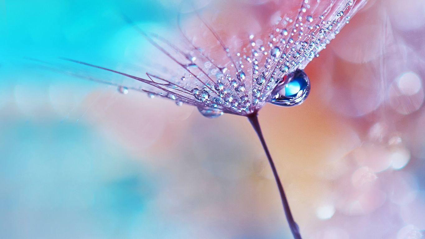 1366x768 Download 1366x768 wallpaper dew drops, flower, macro, huawei mediapad, tablet, laptop, 1366x768 HD image, background, 17347