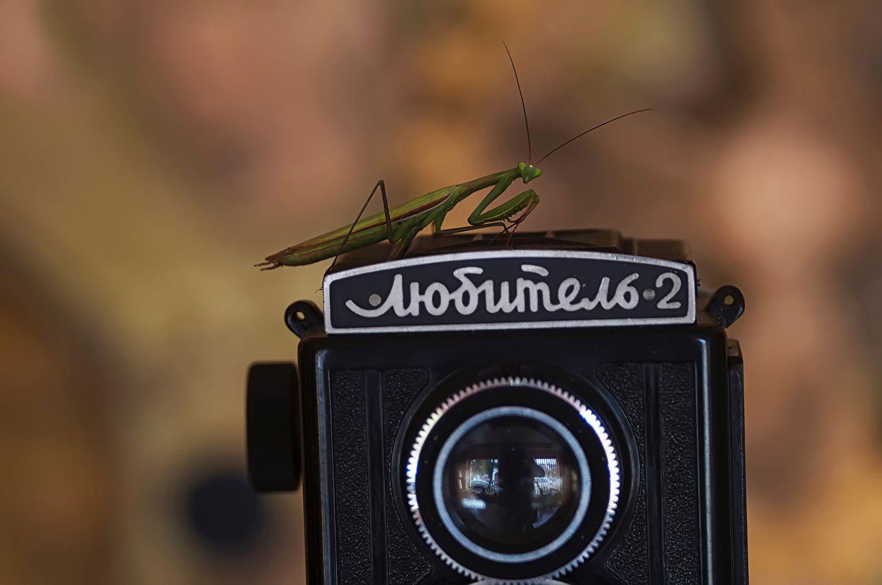 1280x850 Desktop Wallpaper Insects mantodea Camera Retro animal Closeup