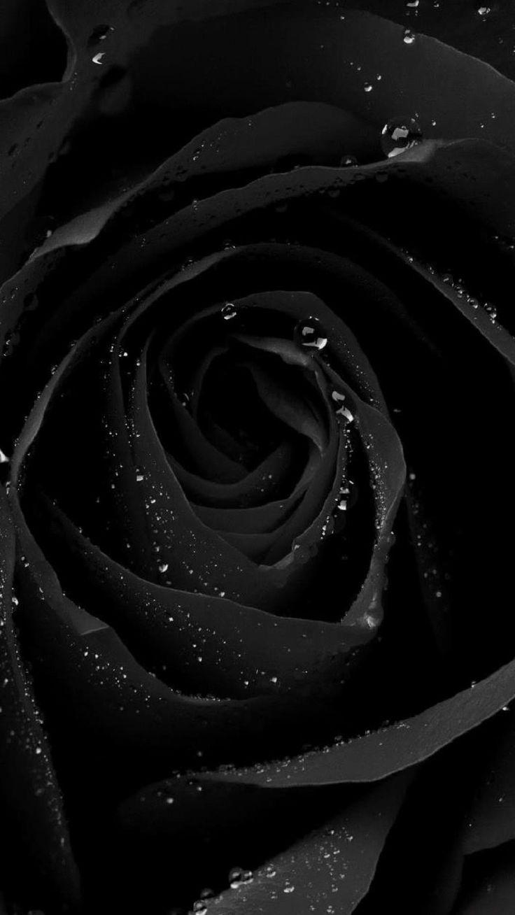 Black Rose With Black Background  Black Wallpaper HD