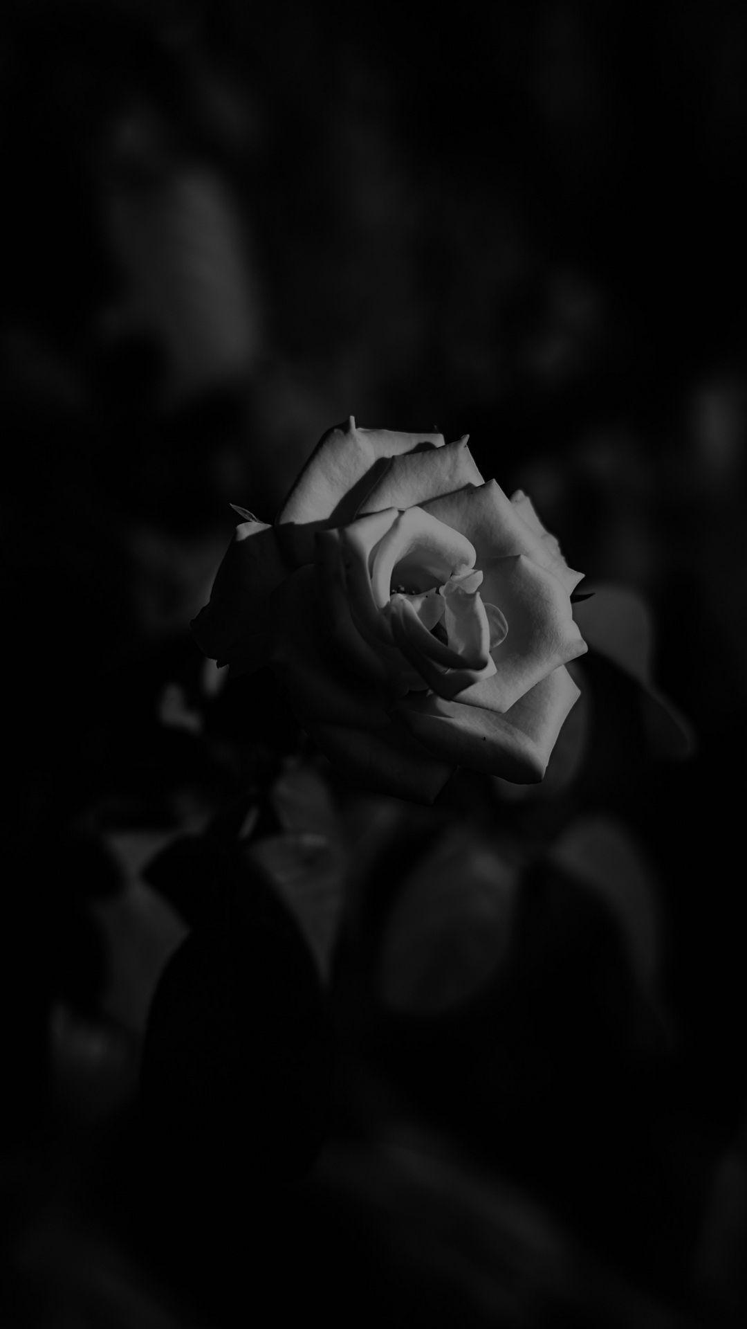 Hình nền iPhone 1080x1920 Black and White Flower