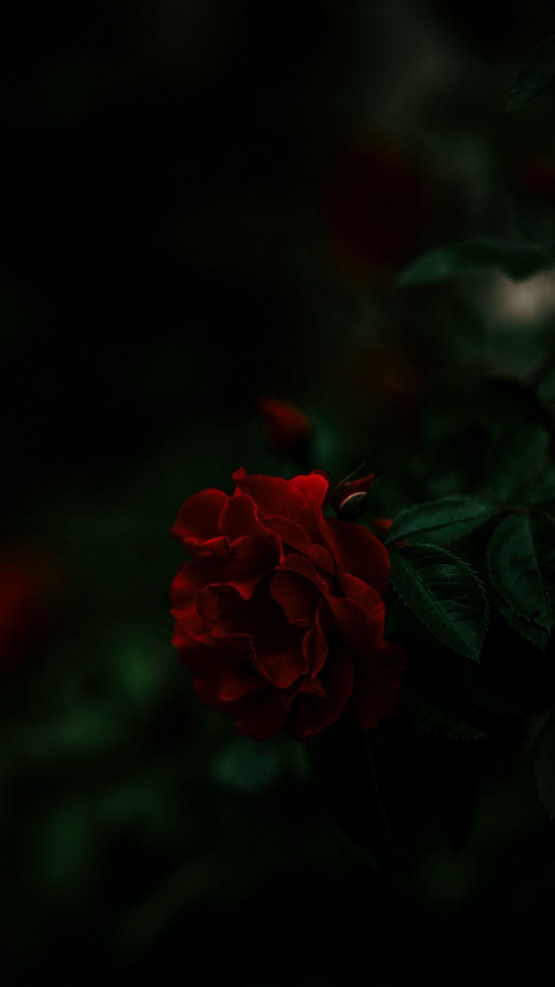 Red Rose Wallpaper With Black Background - Dark Red Roses Wallpapers