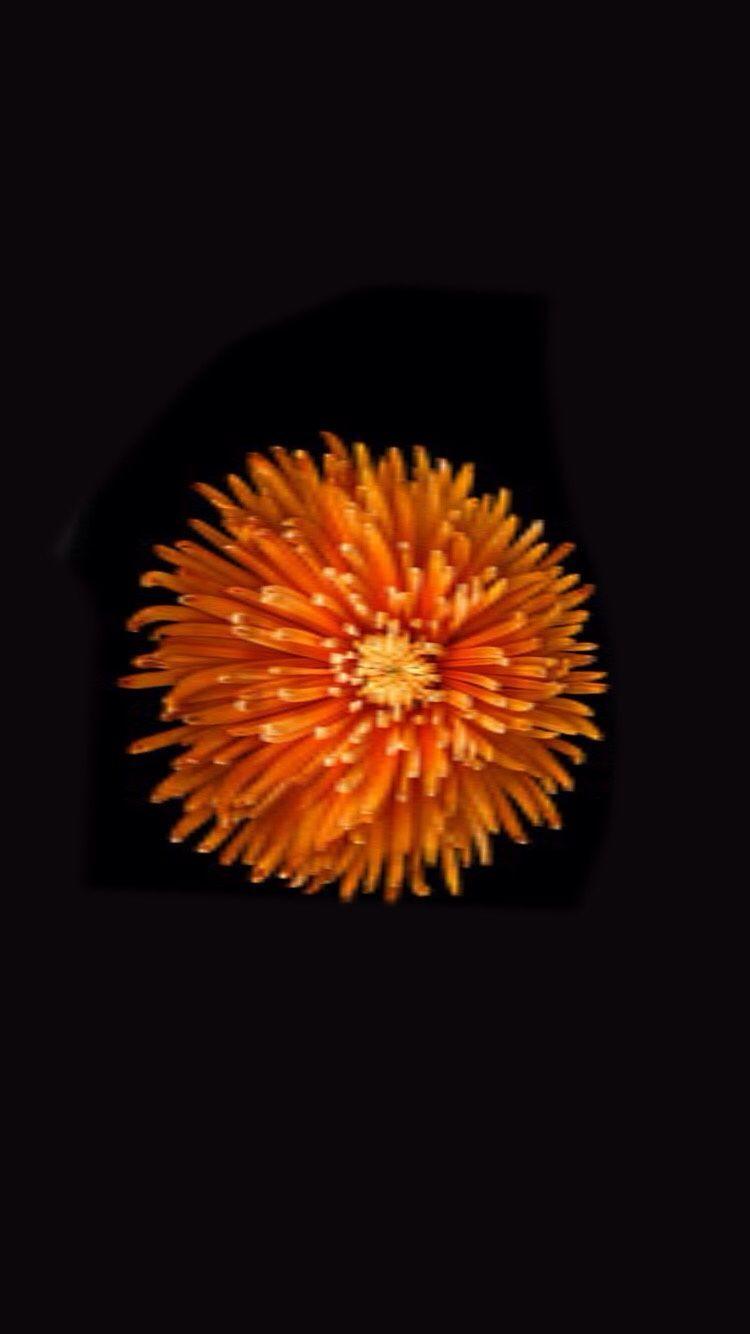 750x1334 orange. Flower iphone wallpaper, Flower wallpaper, Floral