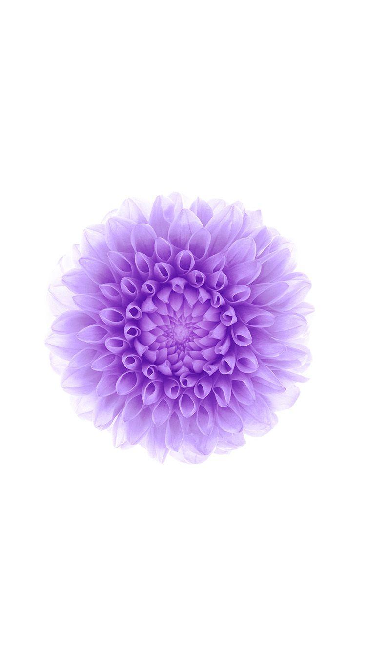 Purple Floral iPhone Wallpapers - Top Free Purple Floral iPhone Backgrounds  - WallpaperAccess