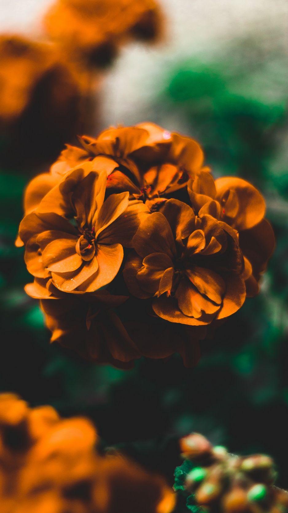 Orange Floral iPhone Wallpapers Top Free Orange Floral iPhone