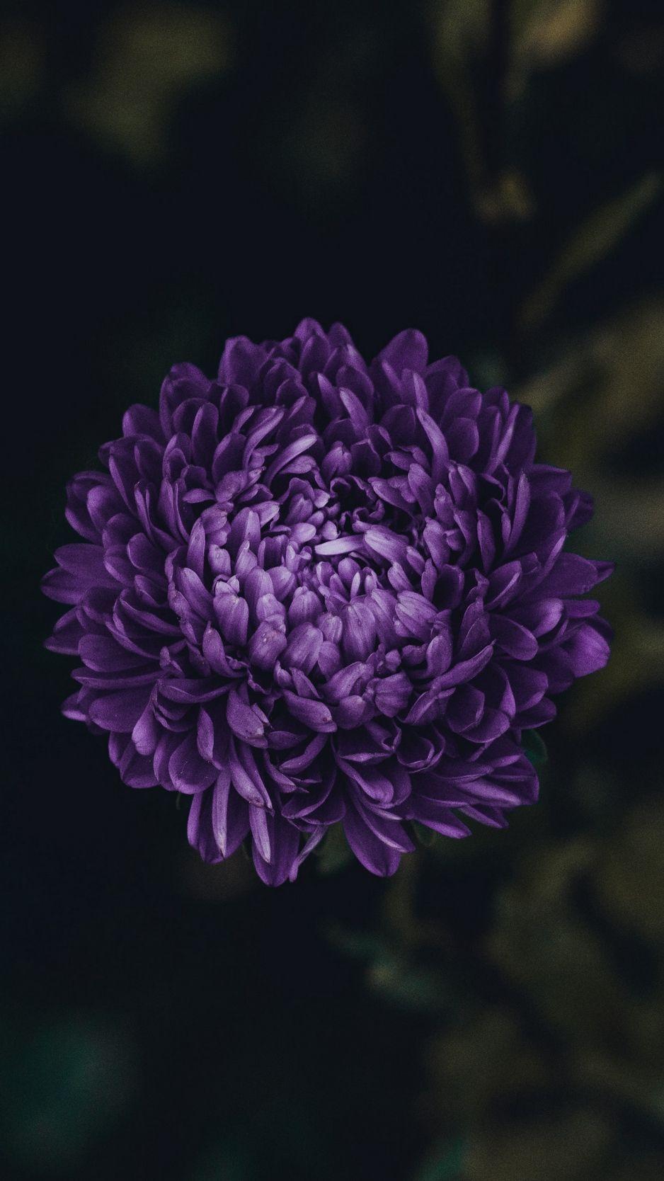 Purple Floral iPhone Wallpapers Top Free Purple Floral iPhone